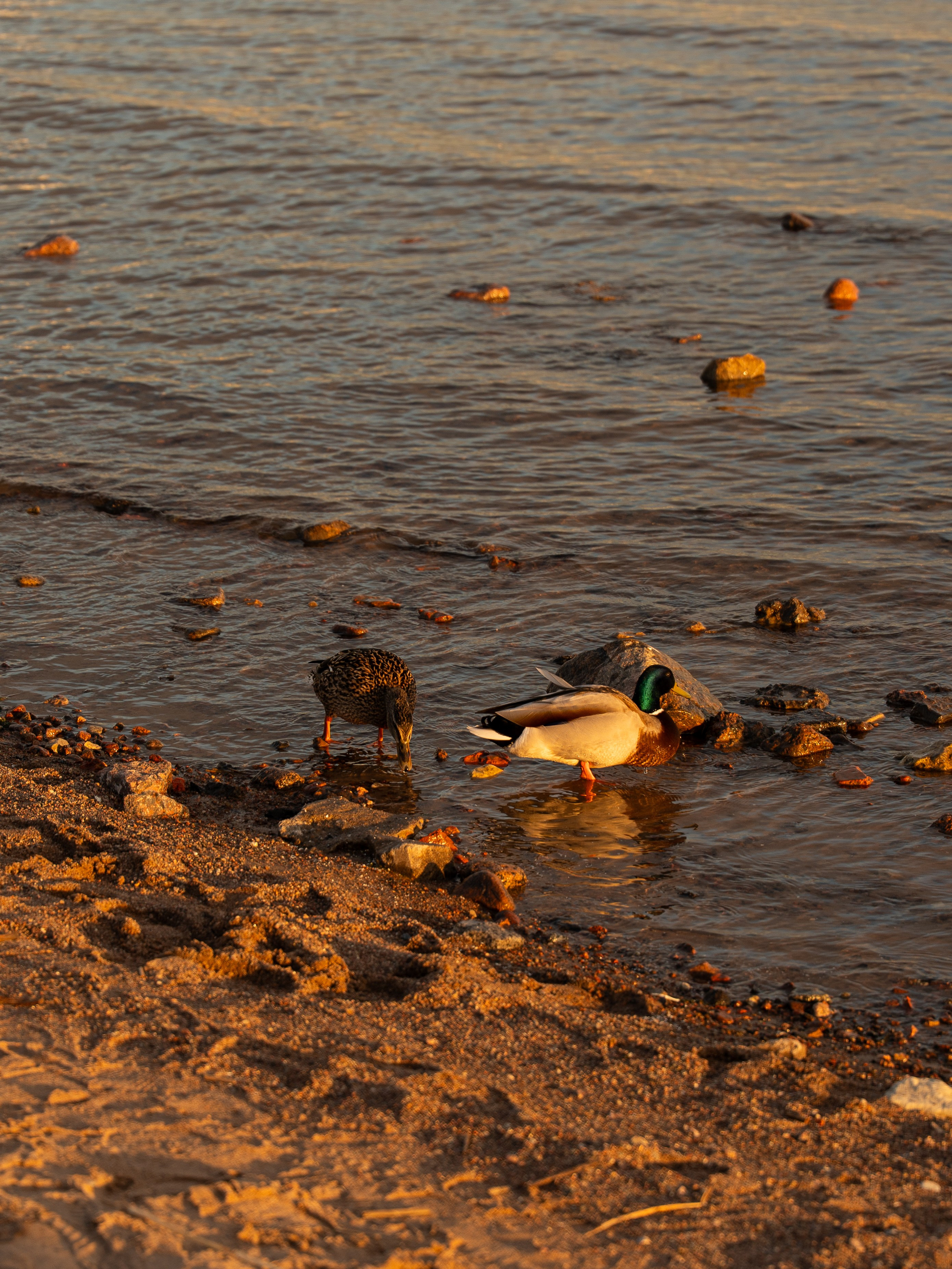 Свадебный фотограф Москва. Истории любви и семейные съёмки. ФОТОГРАФ Любовь Скок. Москва
