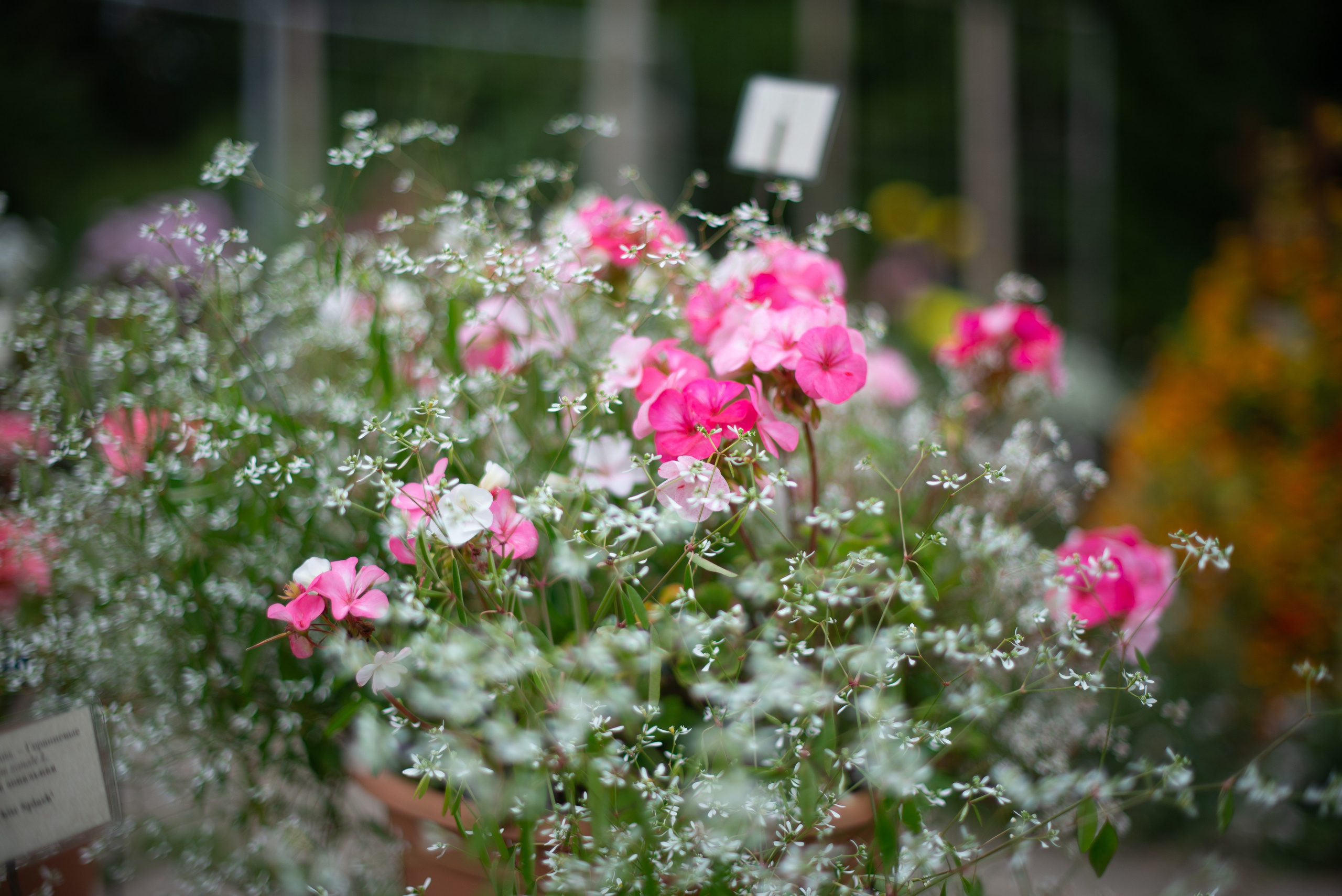 Цветы сада МГУ. Victoria Radjevna Репортажный Фотограф — Видеограф Москва • Санкт-Петербург