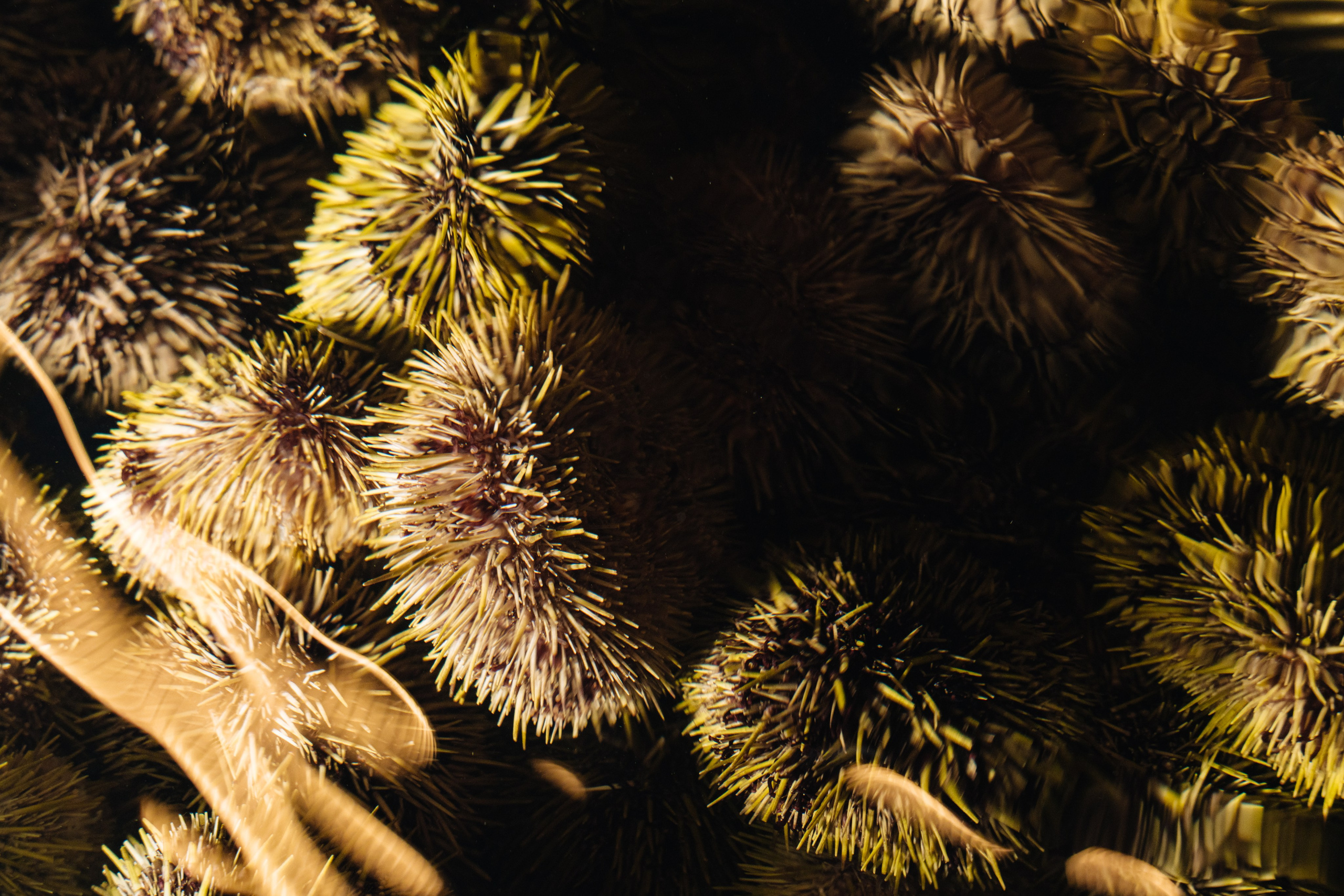 Репортажная съемка. Фотограф Новосибирск Божуль Павел