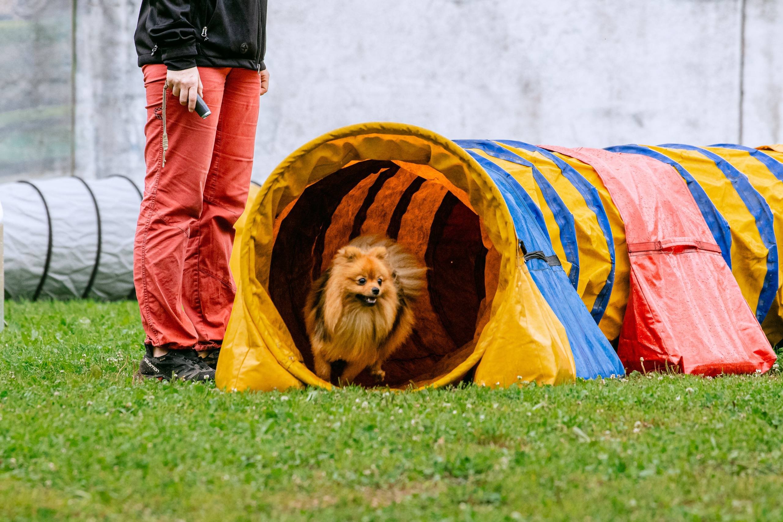 Соревнования по аджилити Долгопрудный 30.06.2025. Фотограф-анималист Татьяна Степанова