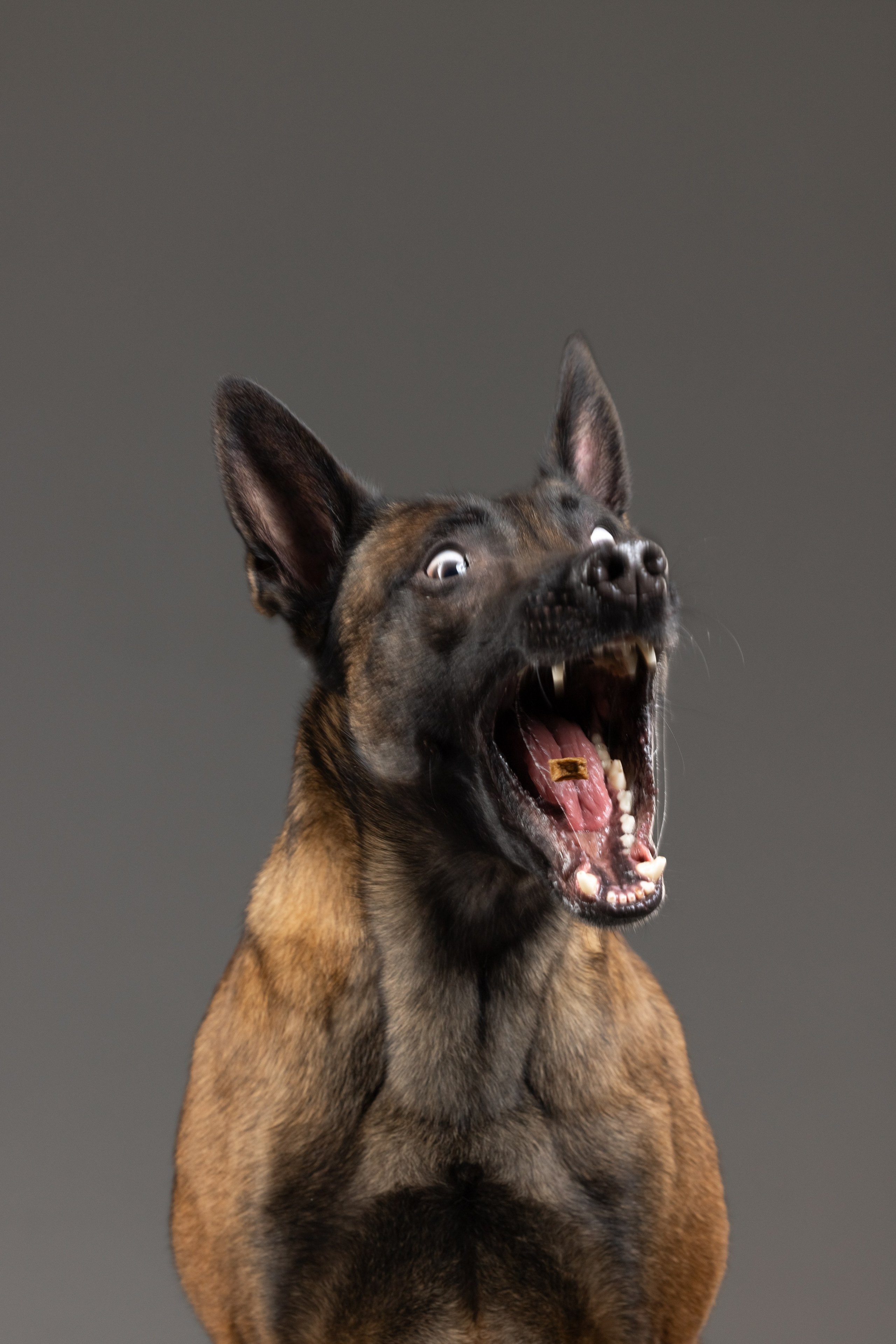 Рики и Гаруда. Фотограф анималист Осипчикова Мария