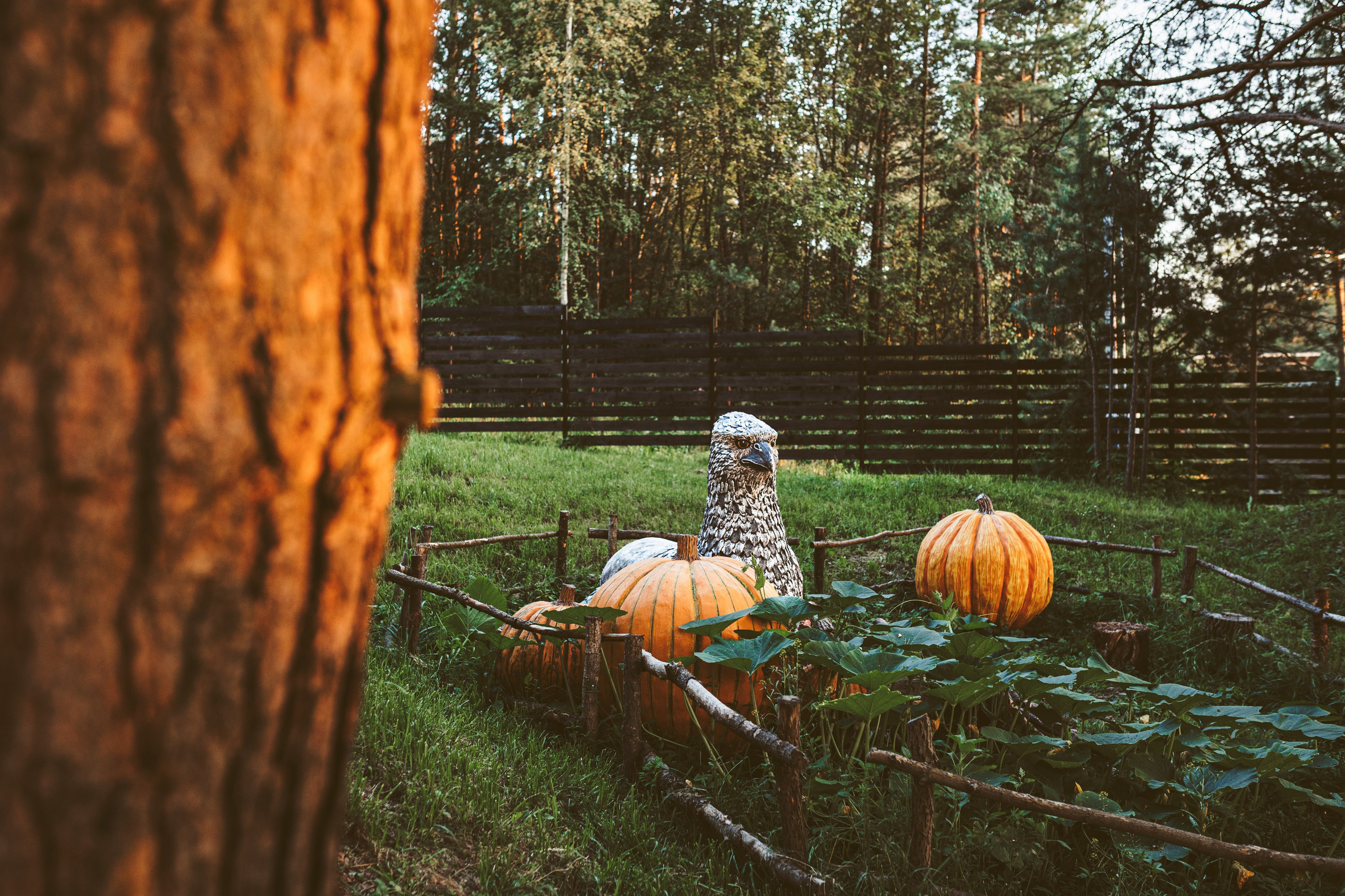 Хижина Хагрида. Свадебный фотограф Курзина Ольга | Москва