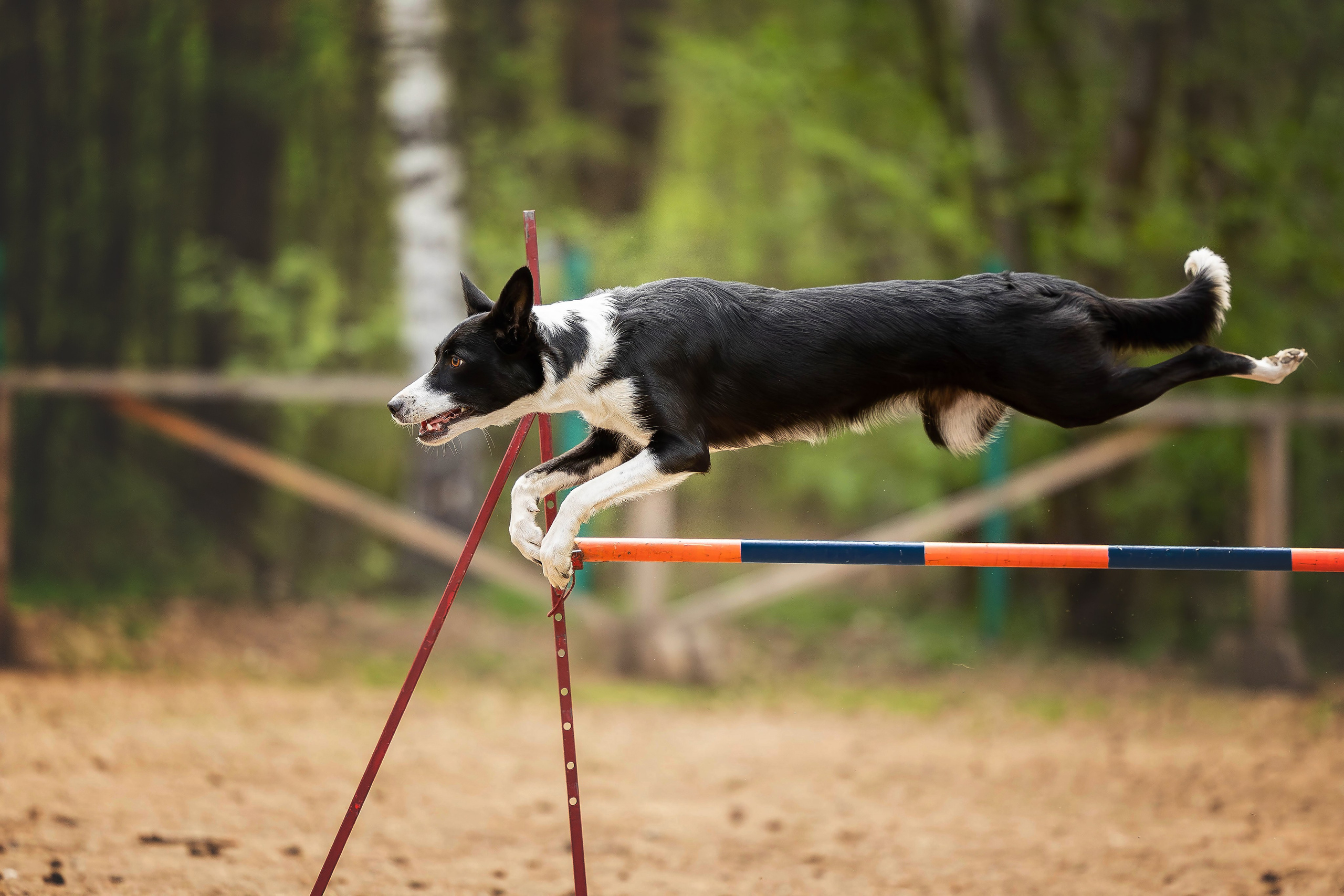 Тренировка аджилити. Фотограф Анималист в Перми Анастасия Остерман