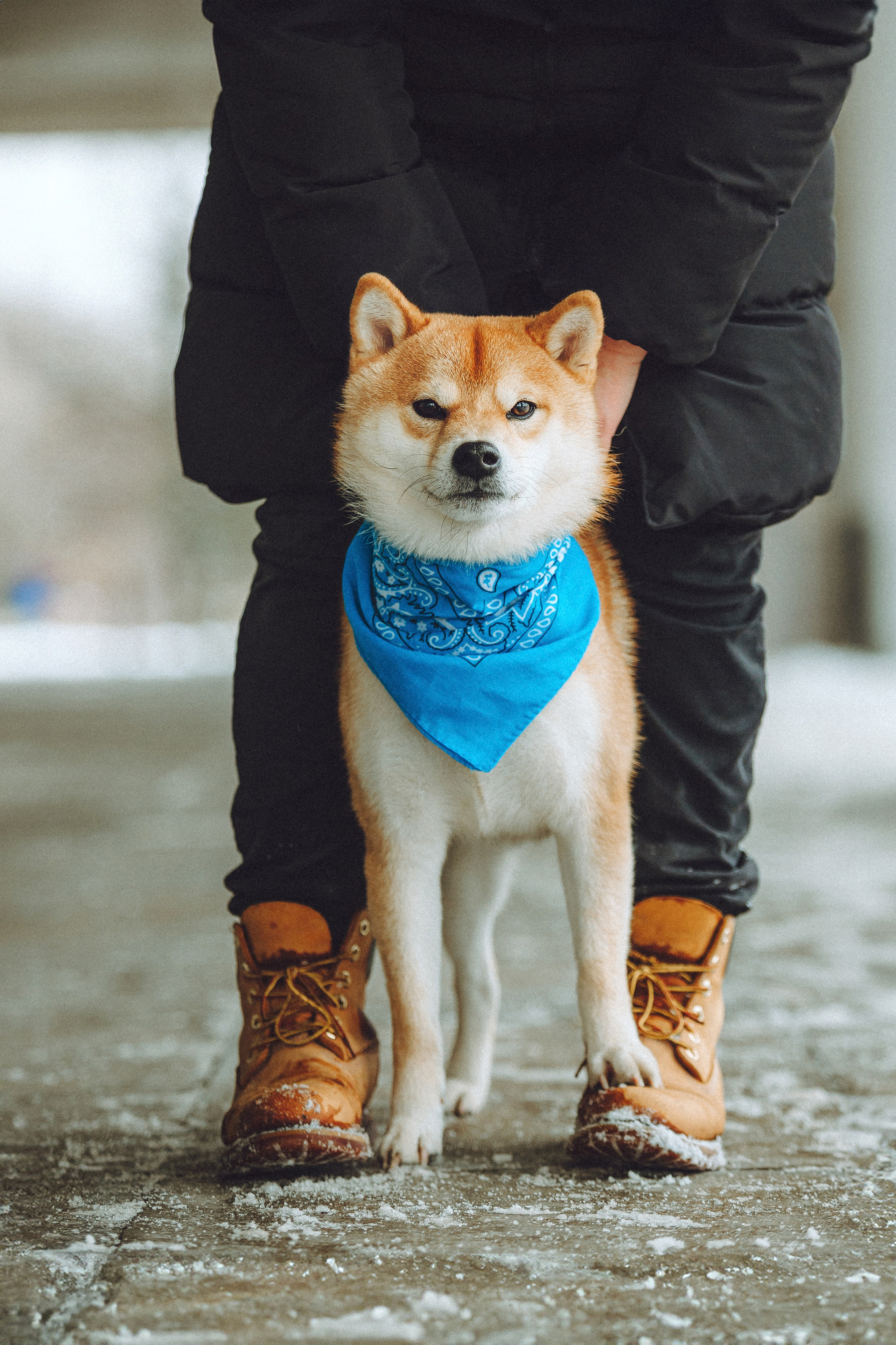 Настя и Ронин