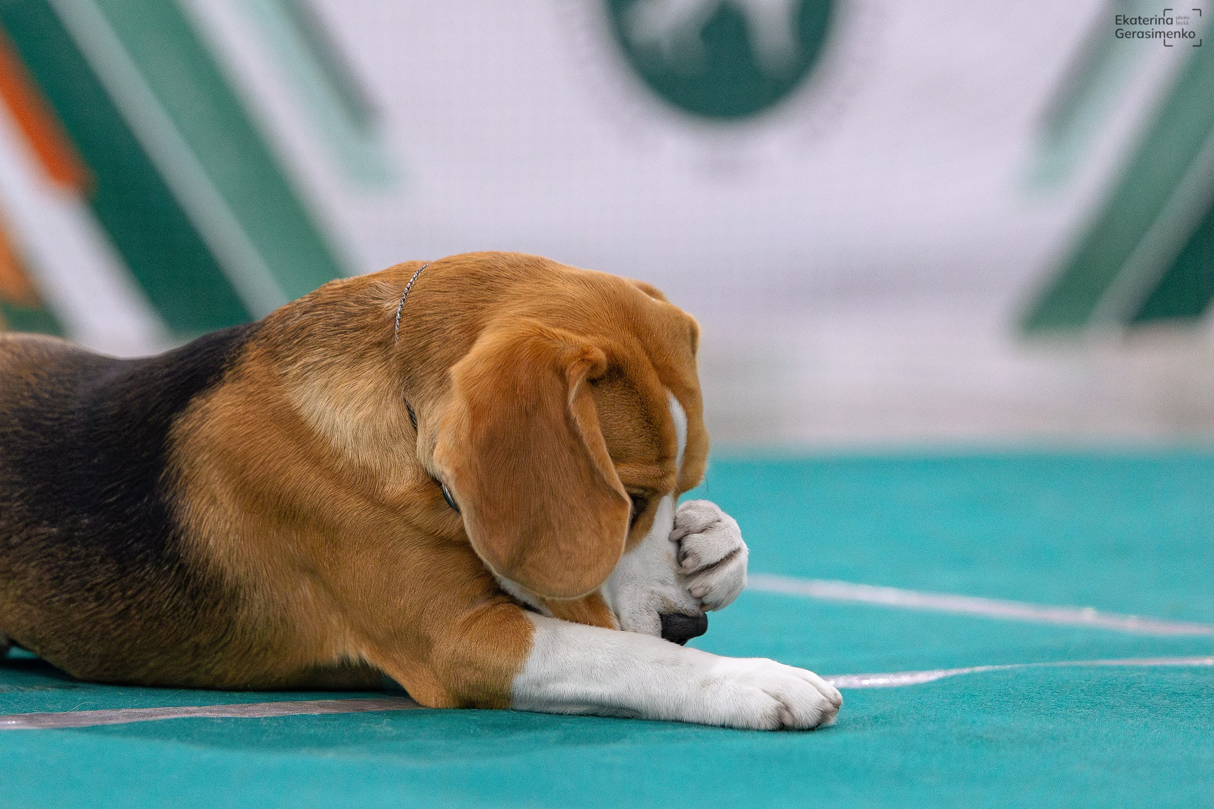 16–17 ноября 2024, Выставка ЕВРАЗИЯ, г. Москва. Htykk_photo