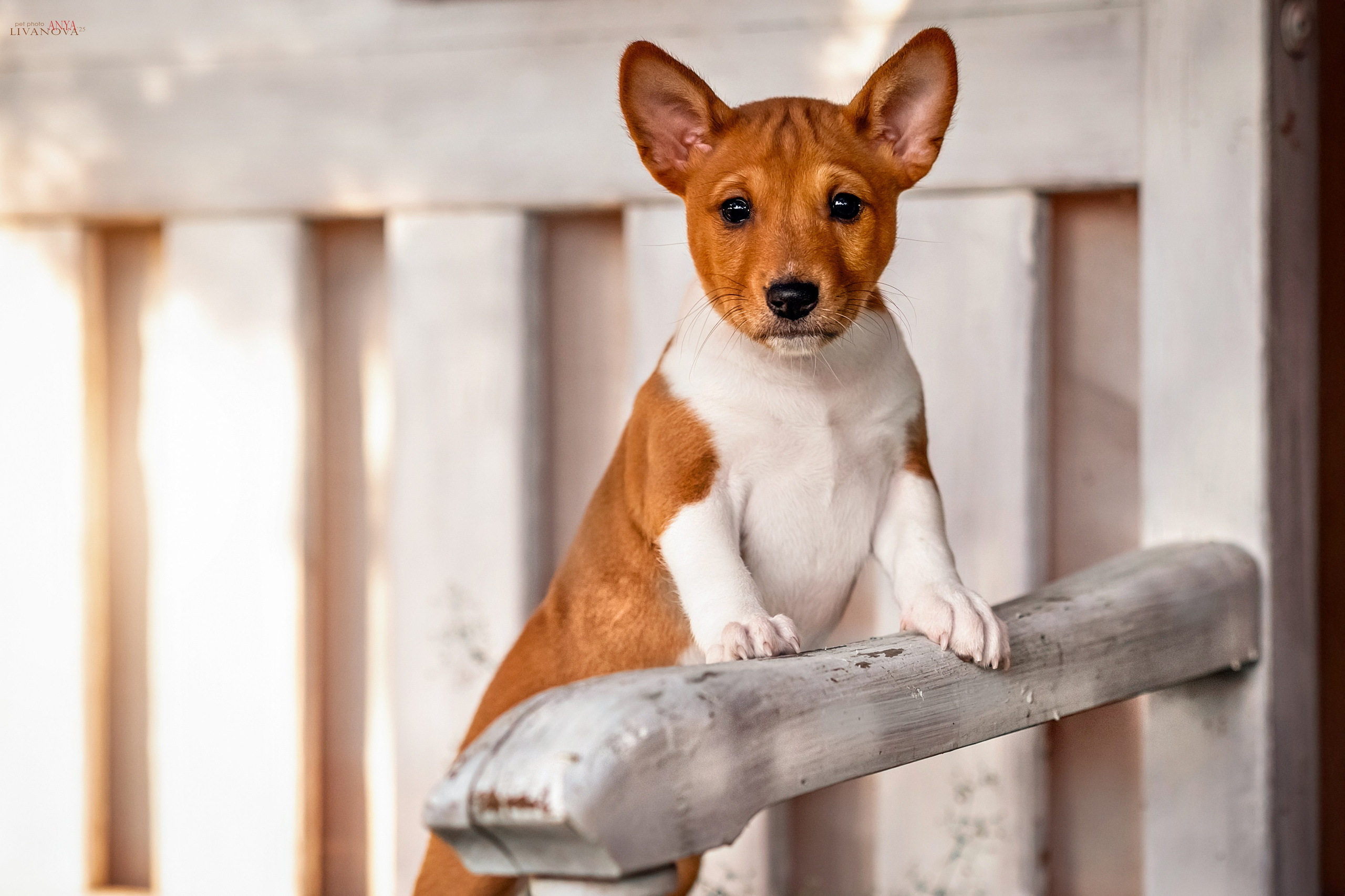 Басенджи. Фотограф анималист Аня Ливанова | Рыбинск