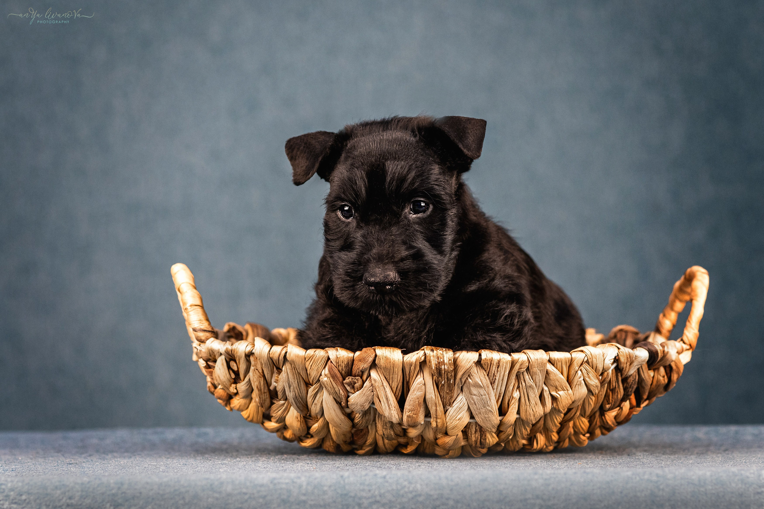 Скотти. Фотограф анималист Аня Ливанова | Рыбинск