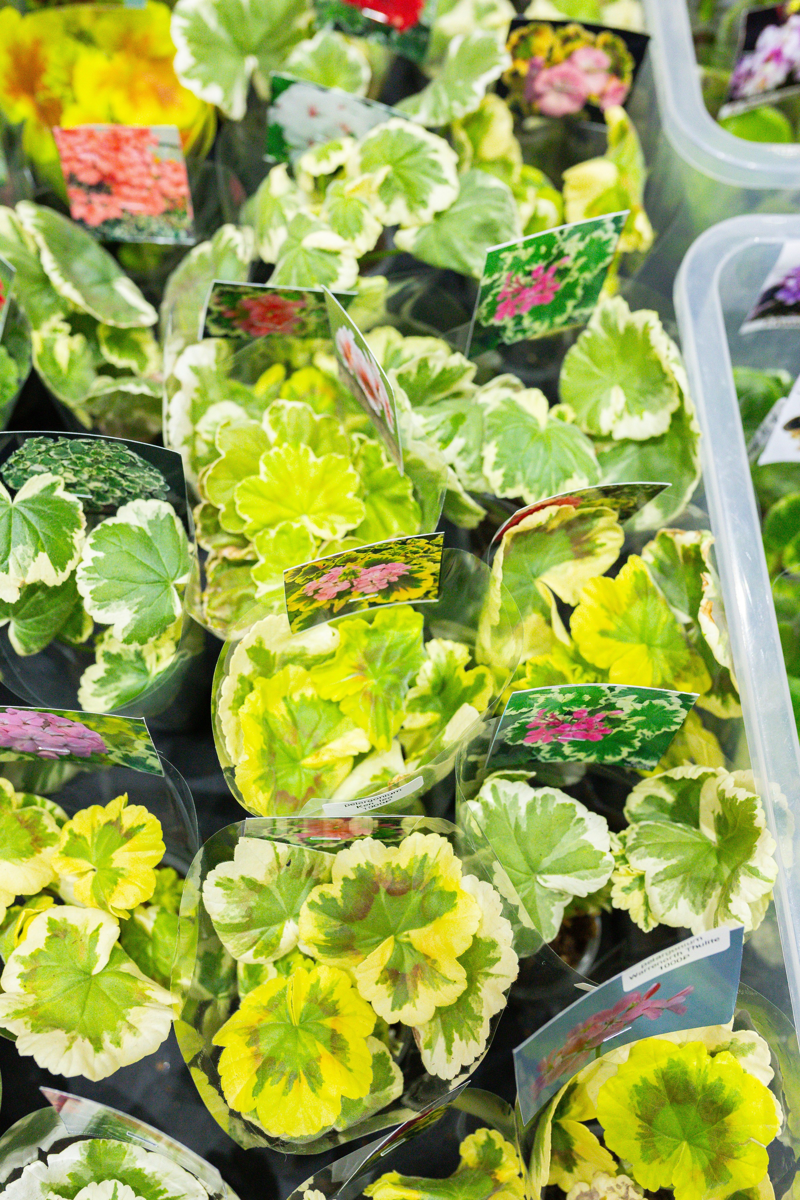 Монстериум 11–12 октября. Александра Куликова фотограф, Москва