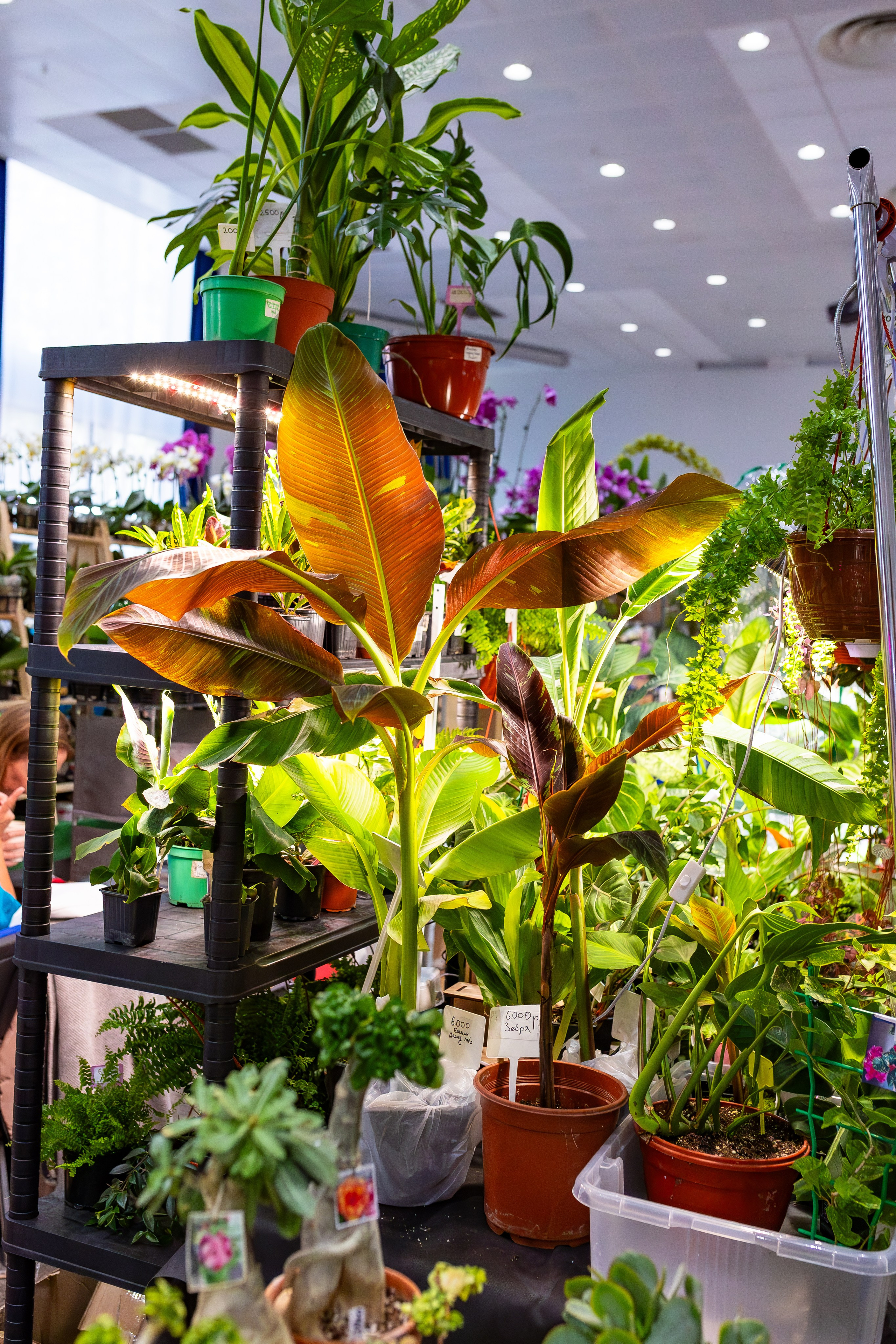 Орхидиум сентябрь 2025. Александра Куликова фотограф, Москва