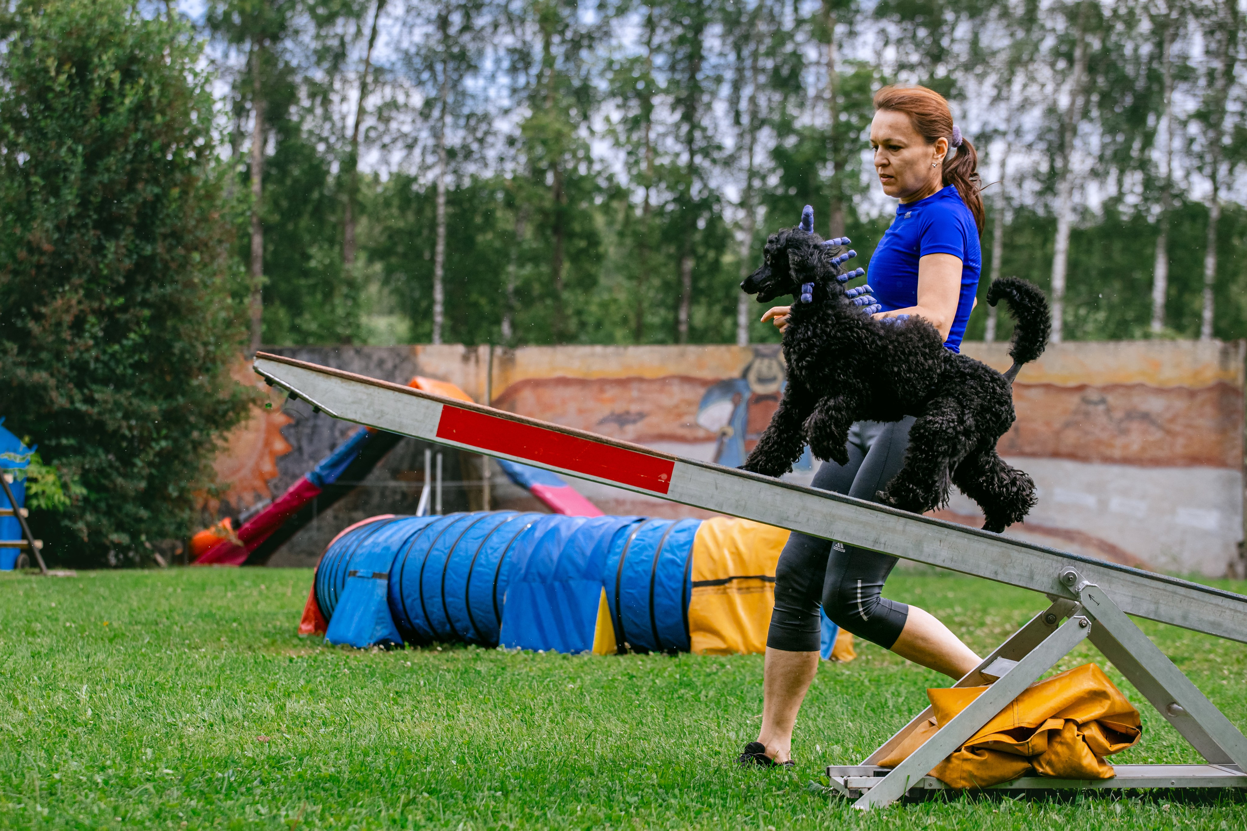 Соревнования по аджилити Долгопрудный 30.06.2025. Фотограф-анималист Татьяна Степанова
