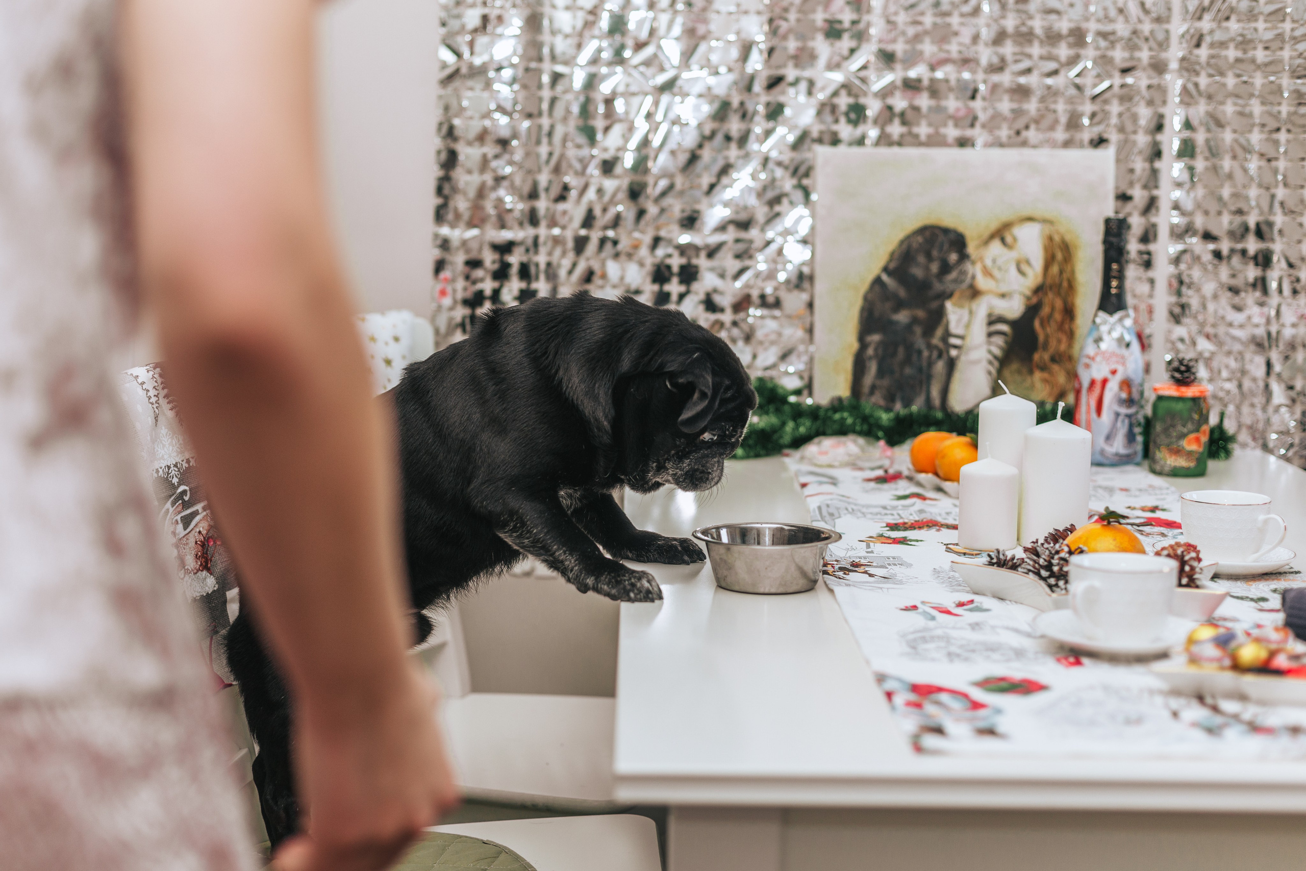 Домашняя фотосессия Оли и двух ее мопсов. Фотограф-анималист Татьяна Степанова