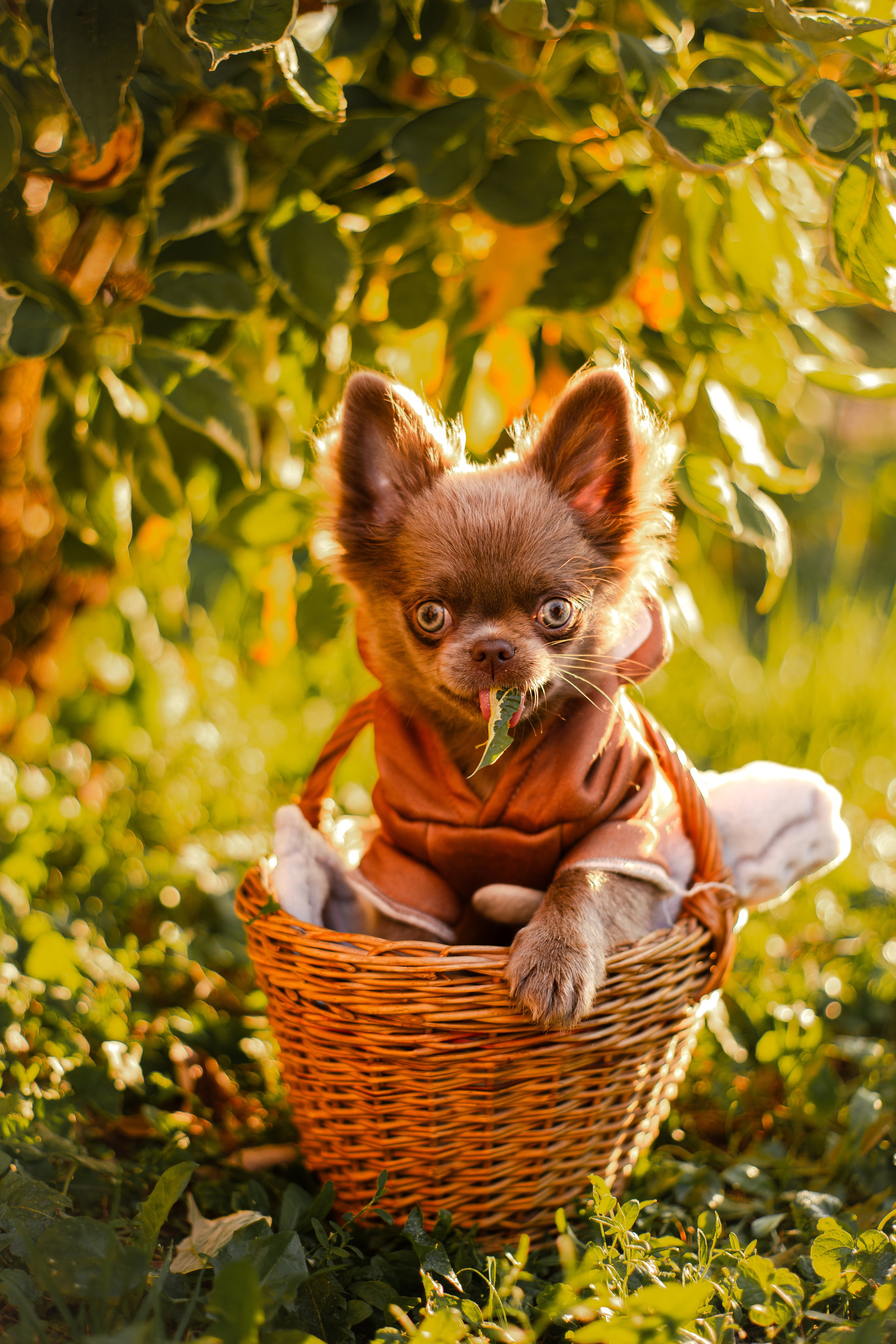 Варя и Фунтик. Фотограф-анималист Мария Баркевич | Москва