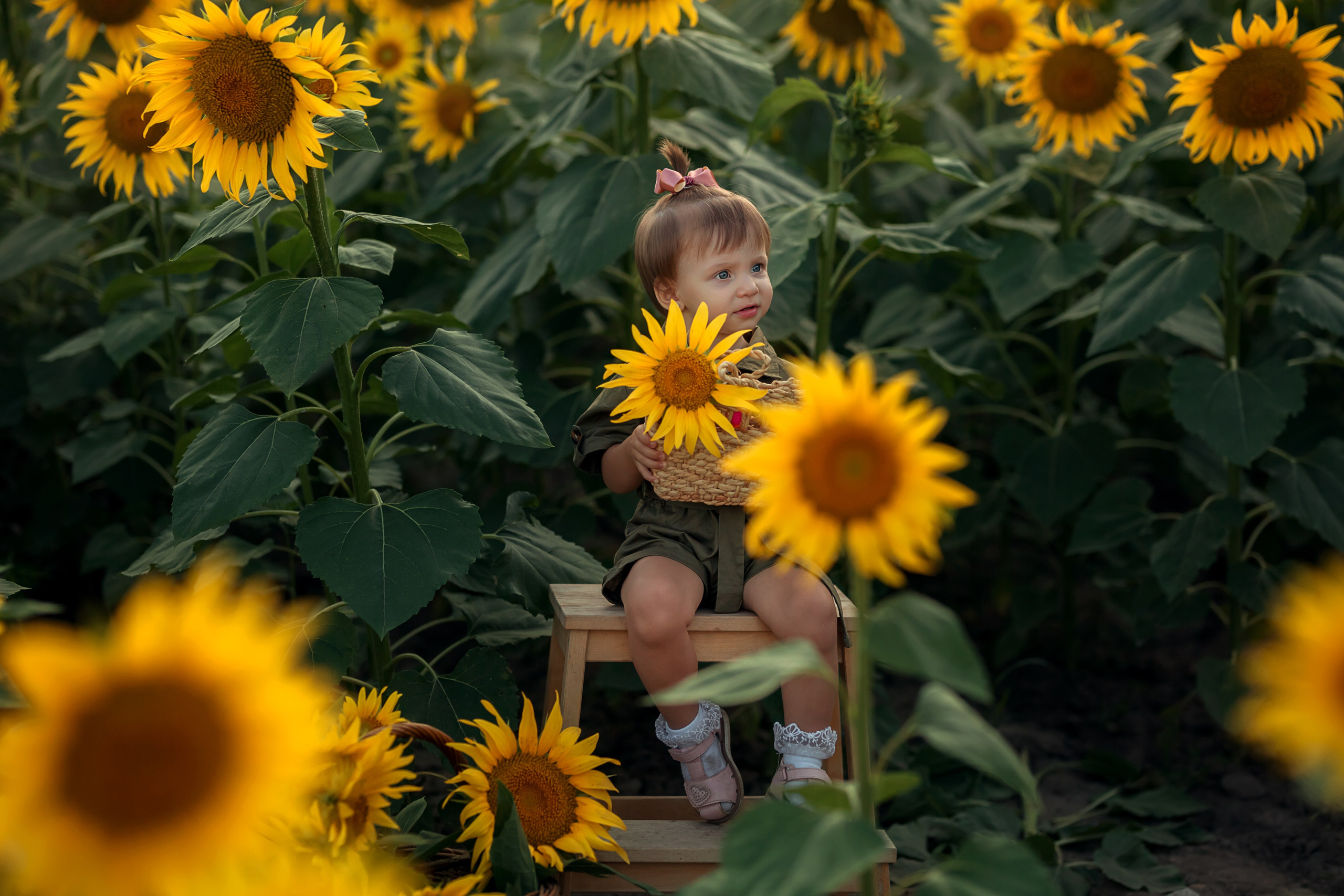 Подсолнухи. Семейный и детский фотограф Екатерина Савёлова