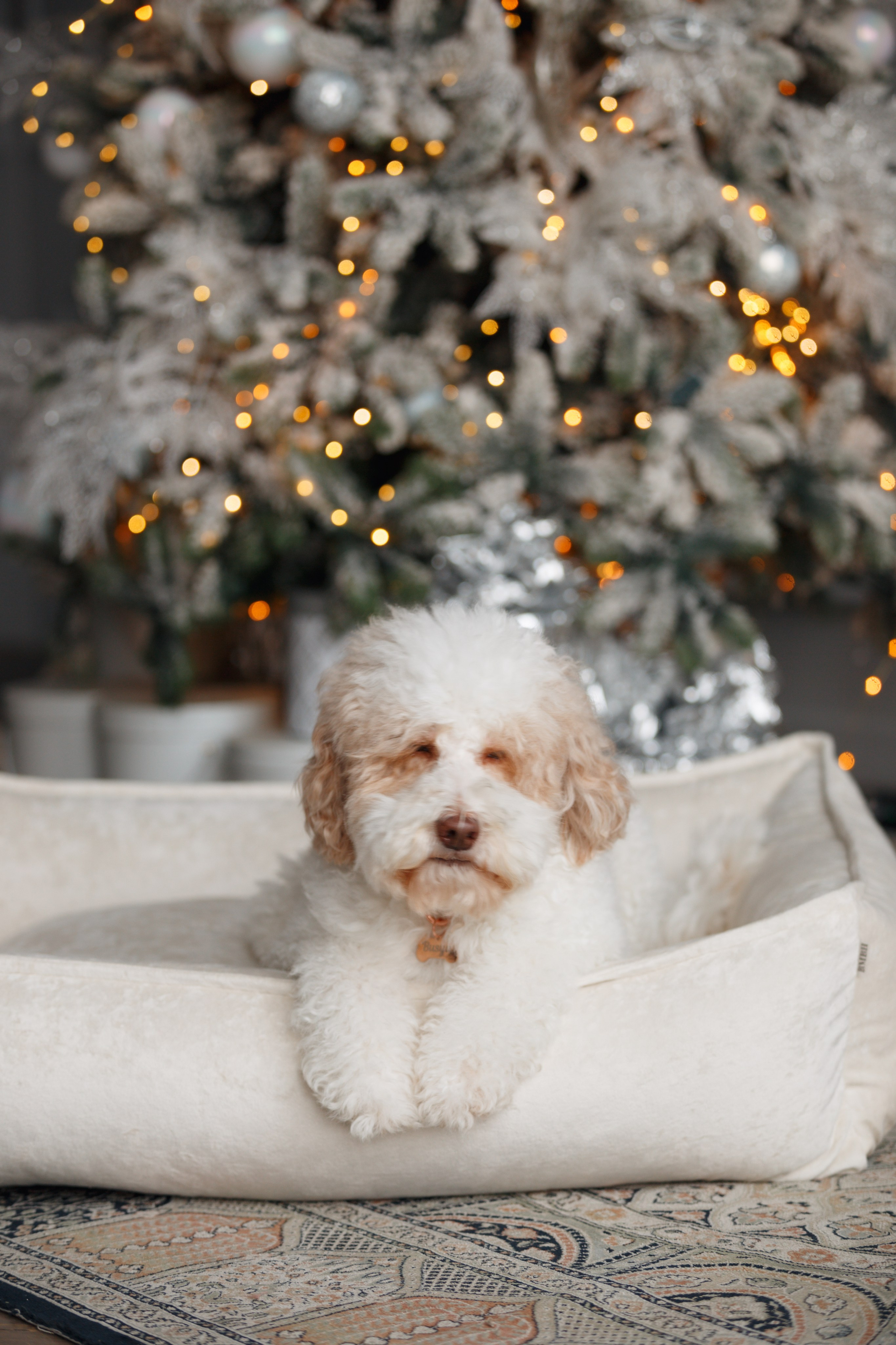 Bmbh лежанки и адресники. Фотограф анималист Кристина Карпова, Москва