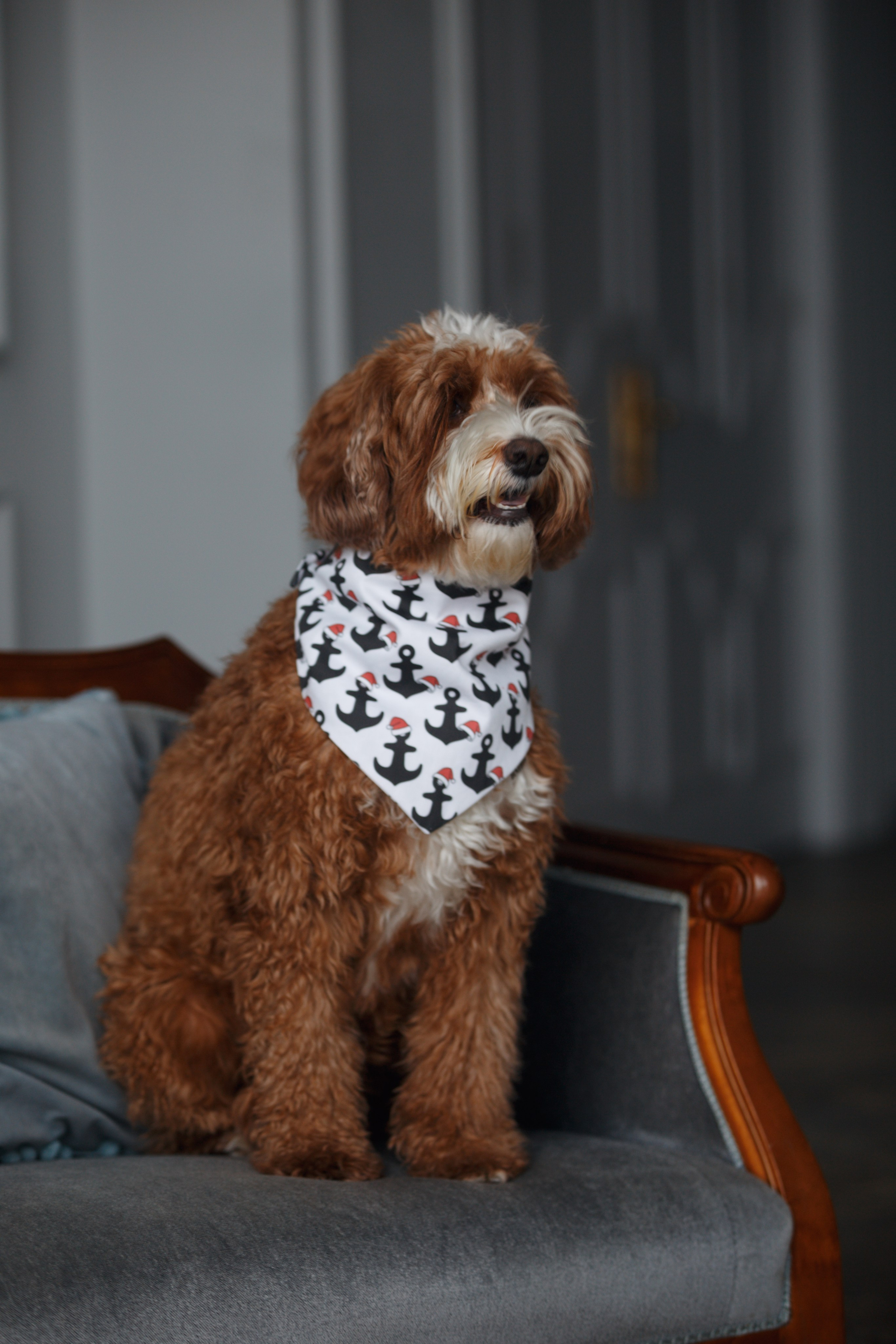 Bmbh лежанки и адресники. Фотограф анималист Кристина Карпова, Москва