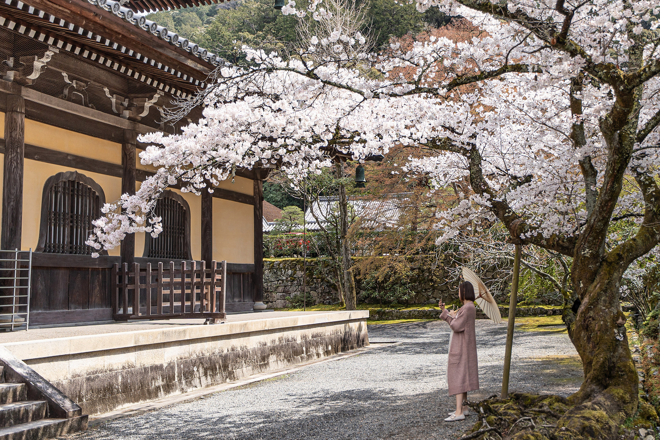 Япония, сакура. Творческие сьемки