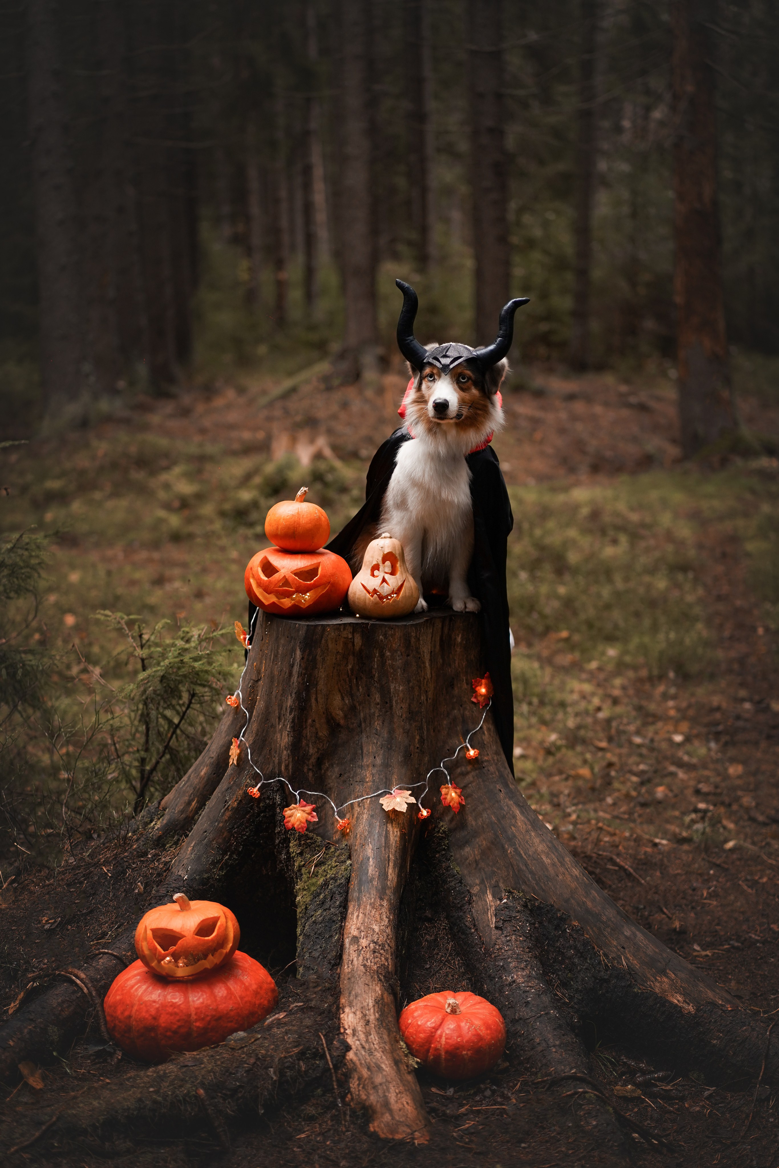 Аусси Хэллоуин 24. Фотограф-анималист в Санкт-Петербурге Яна Мартынова