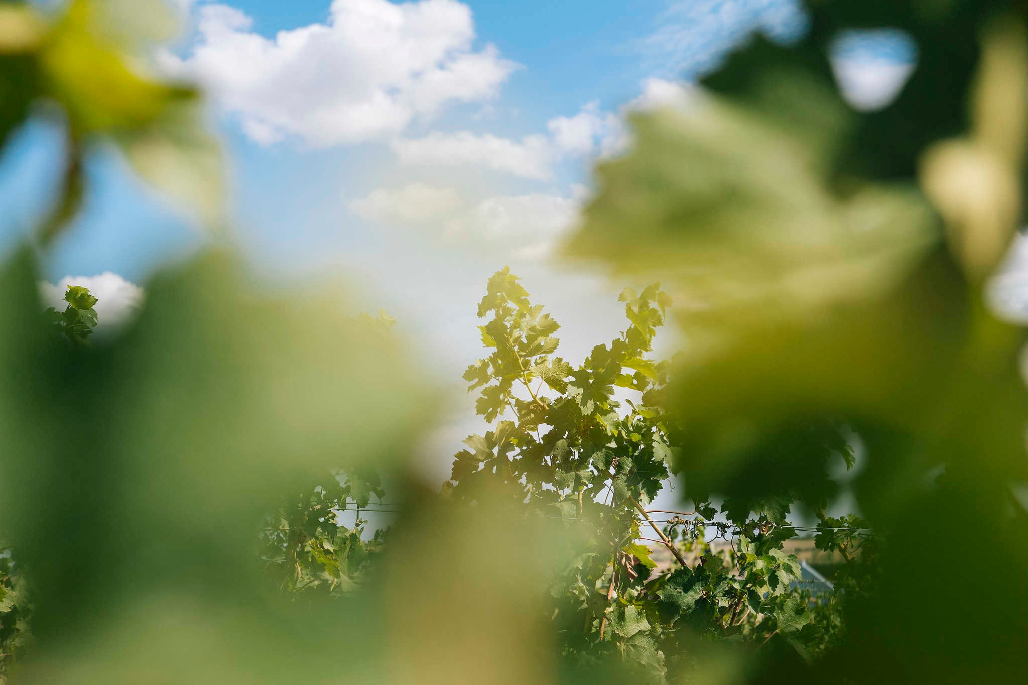Винодельни Краснодарского края. Фотограф Михаил Мордасов, Сочи. Мероприятия, портреты, спорт, репортаж
