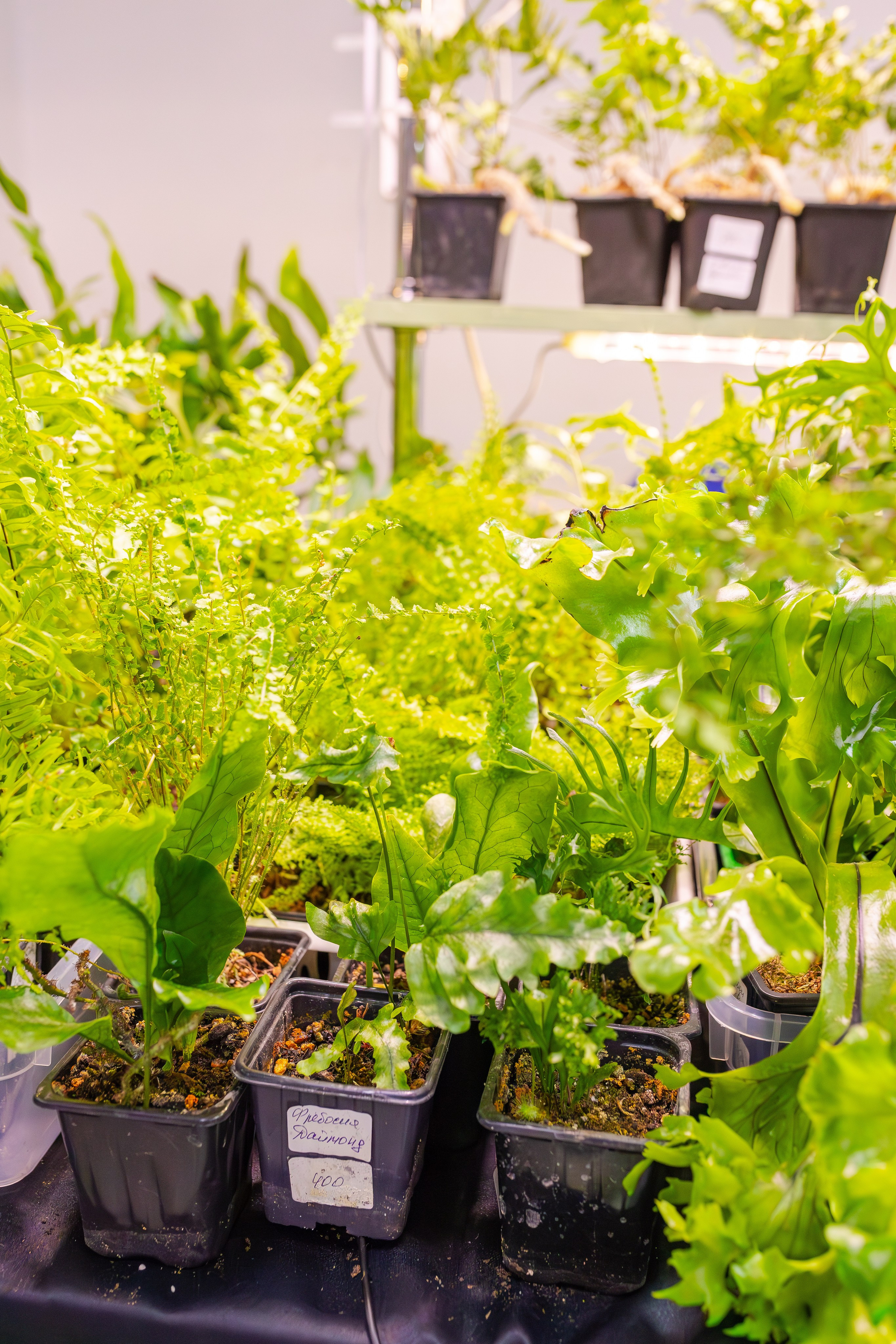 Орхидиум сентябрь 2025. Александра Куликова фотограф, Москва