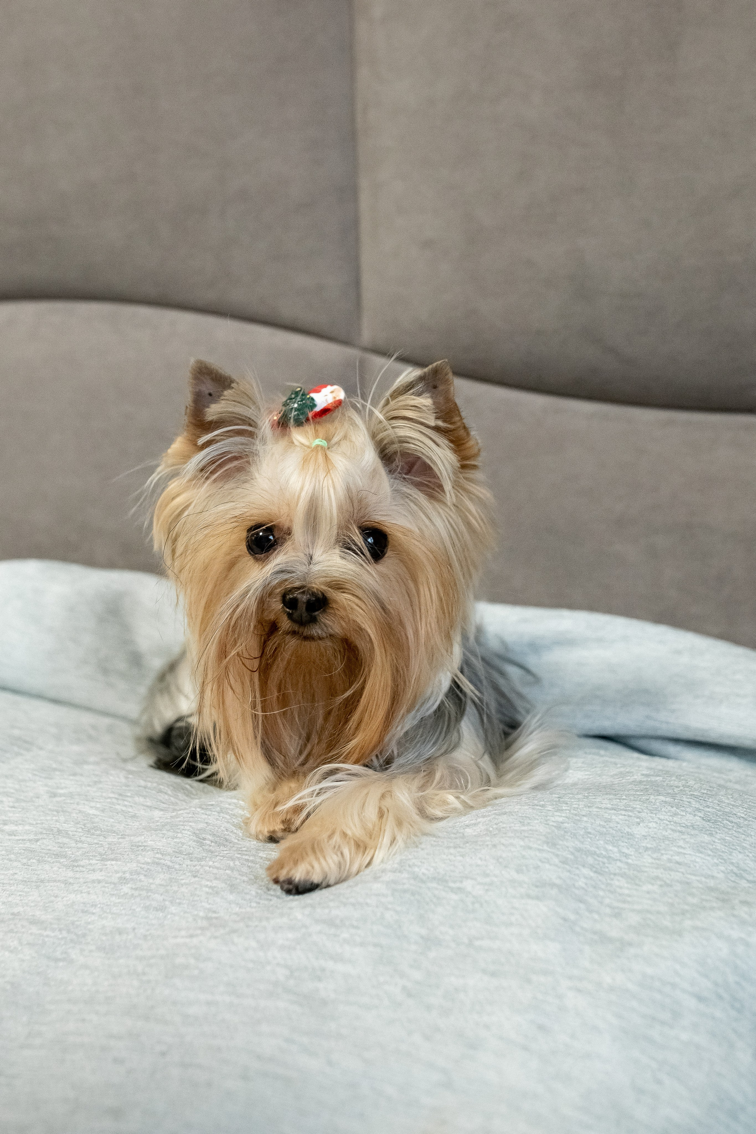 Тома и Даня с питомцами!. Профессиональный фотограф, Москва |Видное Елена Елизарова