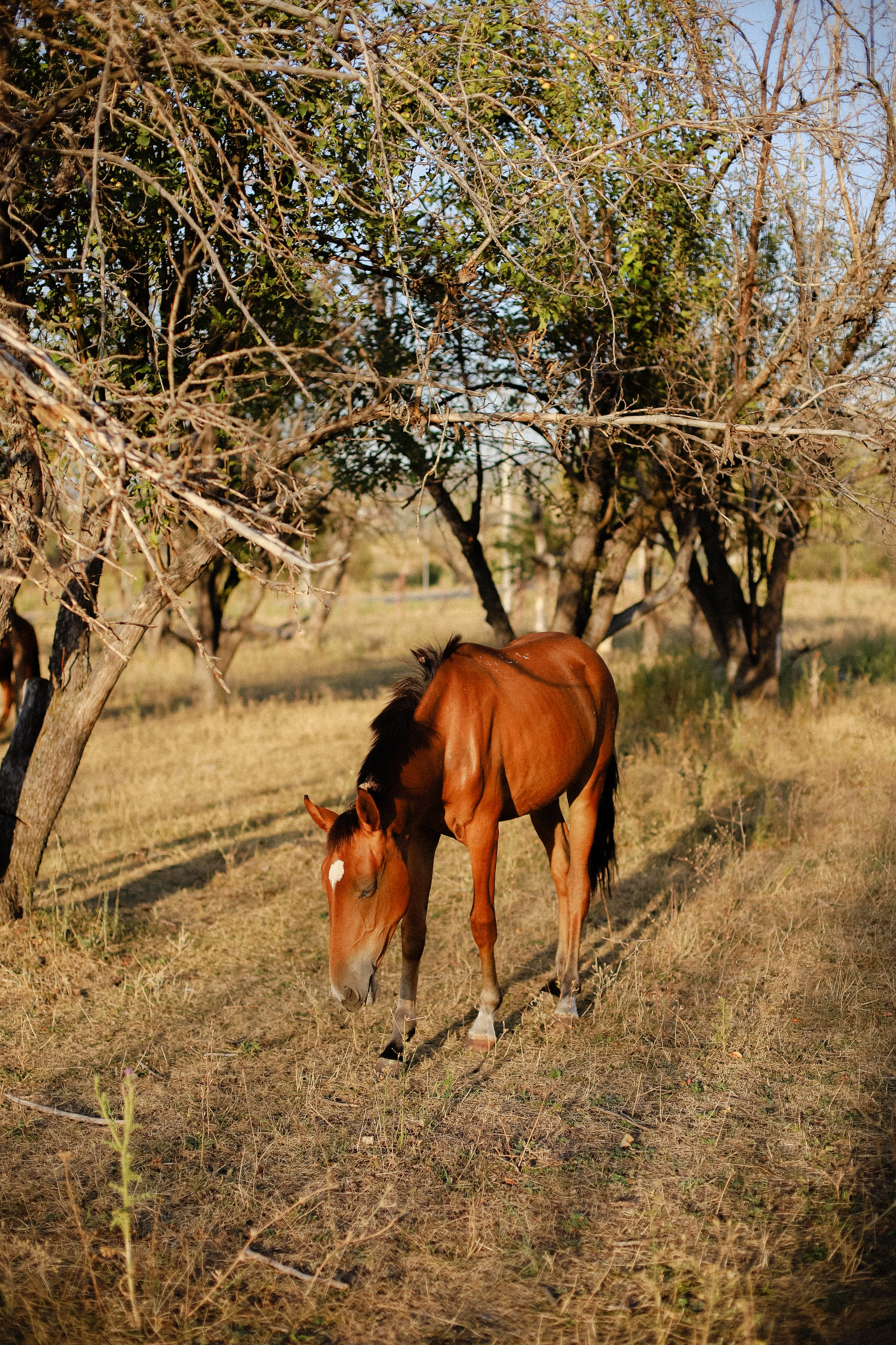 На закате. Фотограф в Алматы и Москве Даша Пушкина