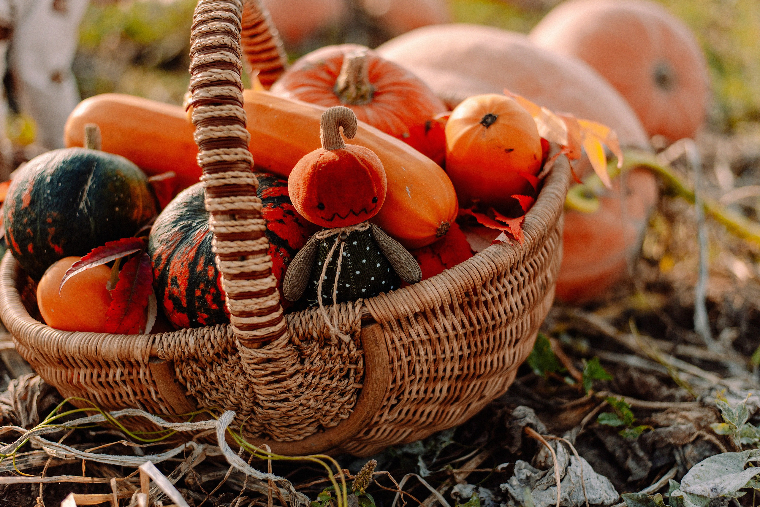 Pumpkin. Семейный и свадебный фотограф в Рязани Лиза Голованова