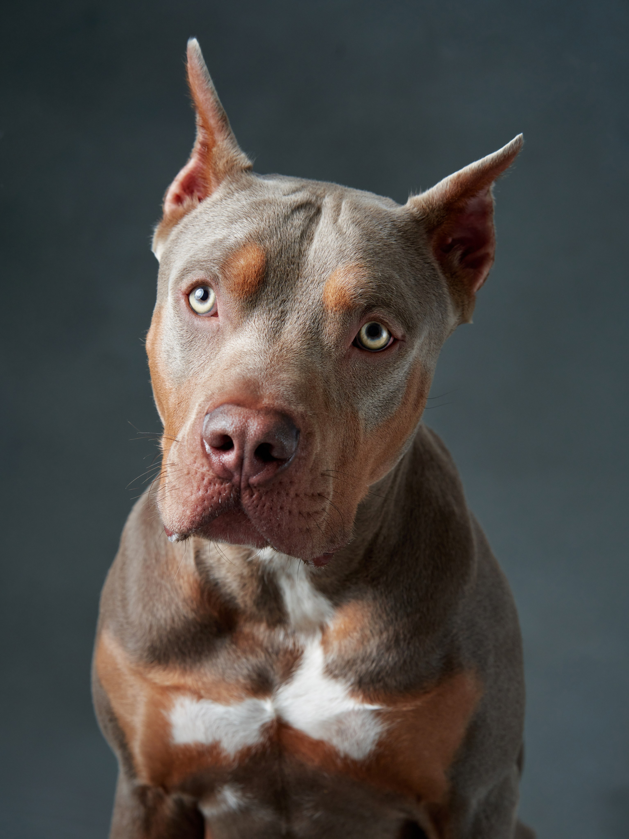 Фотографии собак и кошек в студии Анималистика. Фотограф-анималист Аверьянова Анна — Художественная фотосъёмка собак