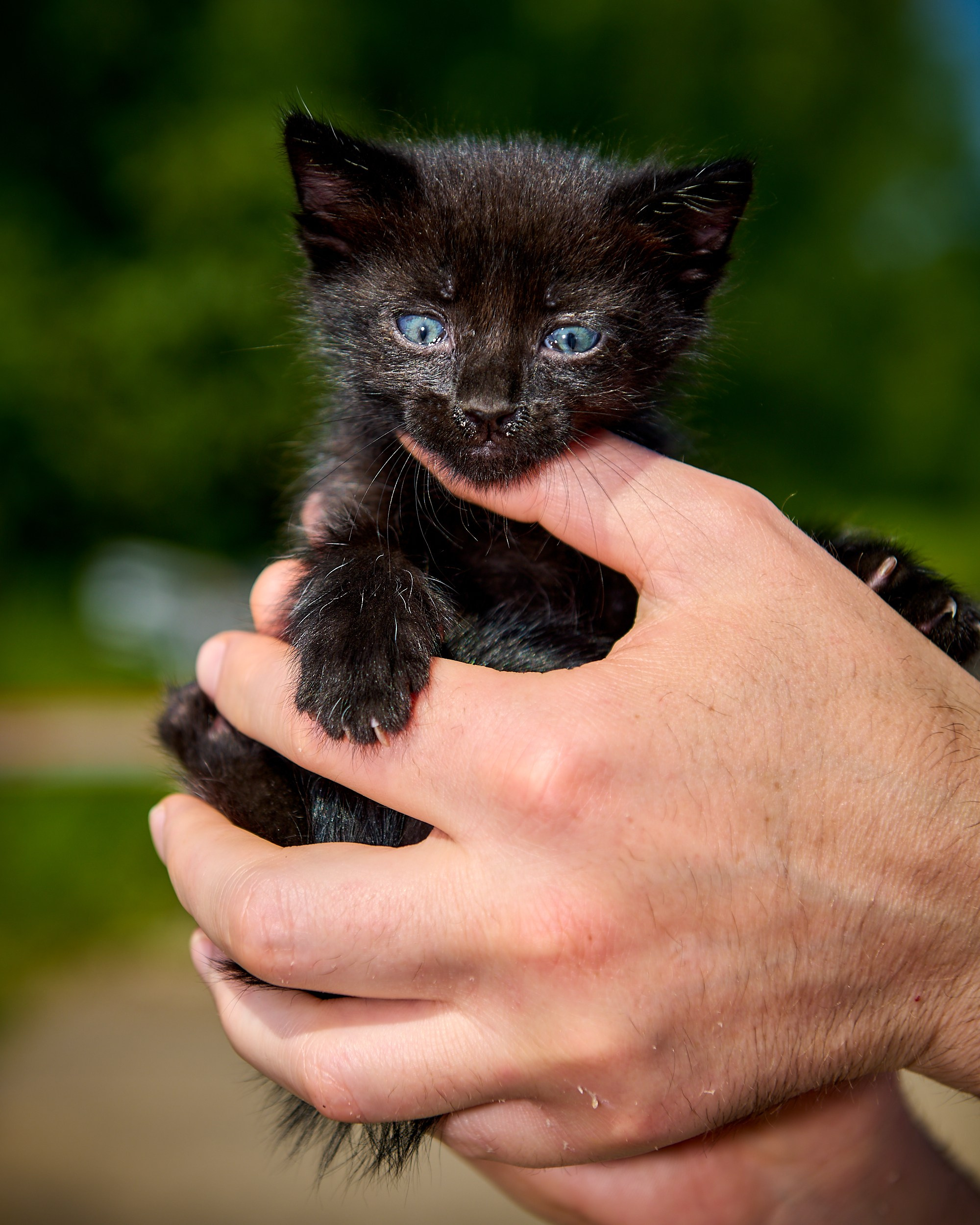 Фотосъемка животных