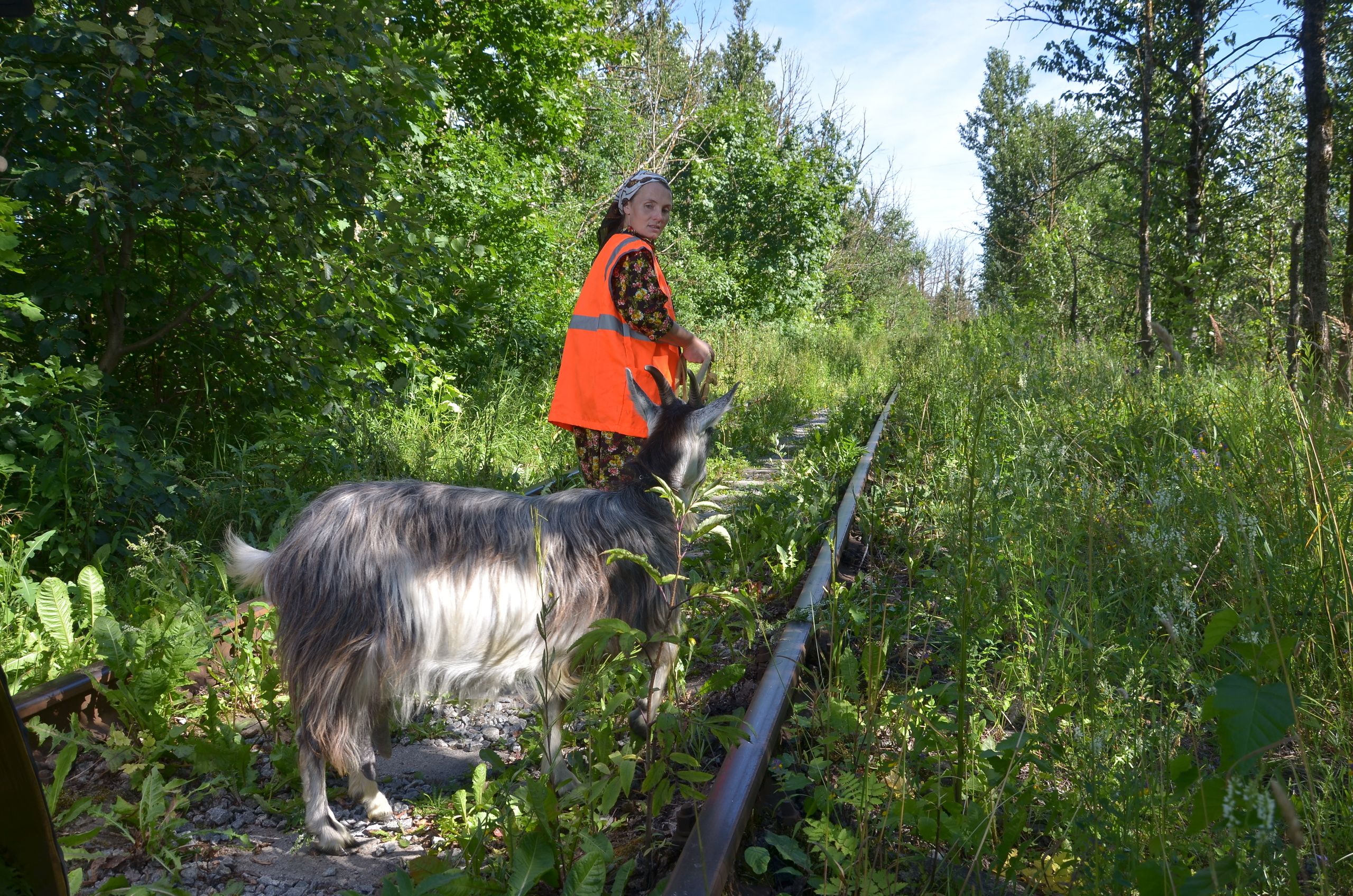Там где раньше ходил паровоз, теперь выгуливают коз. Портретная, сюжетная фотография