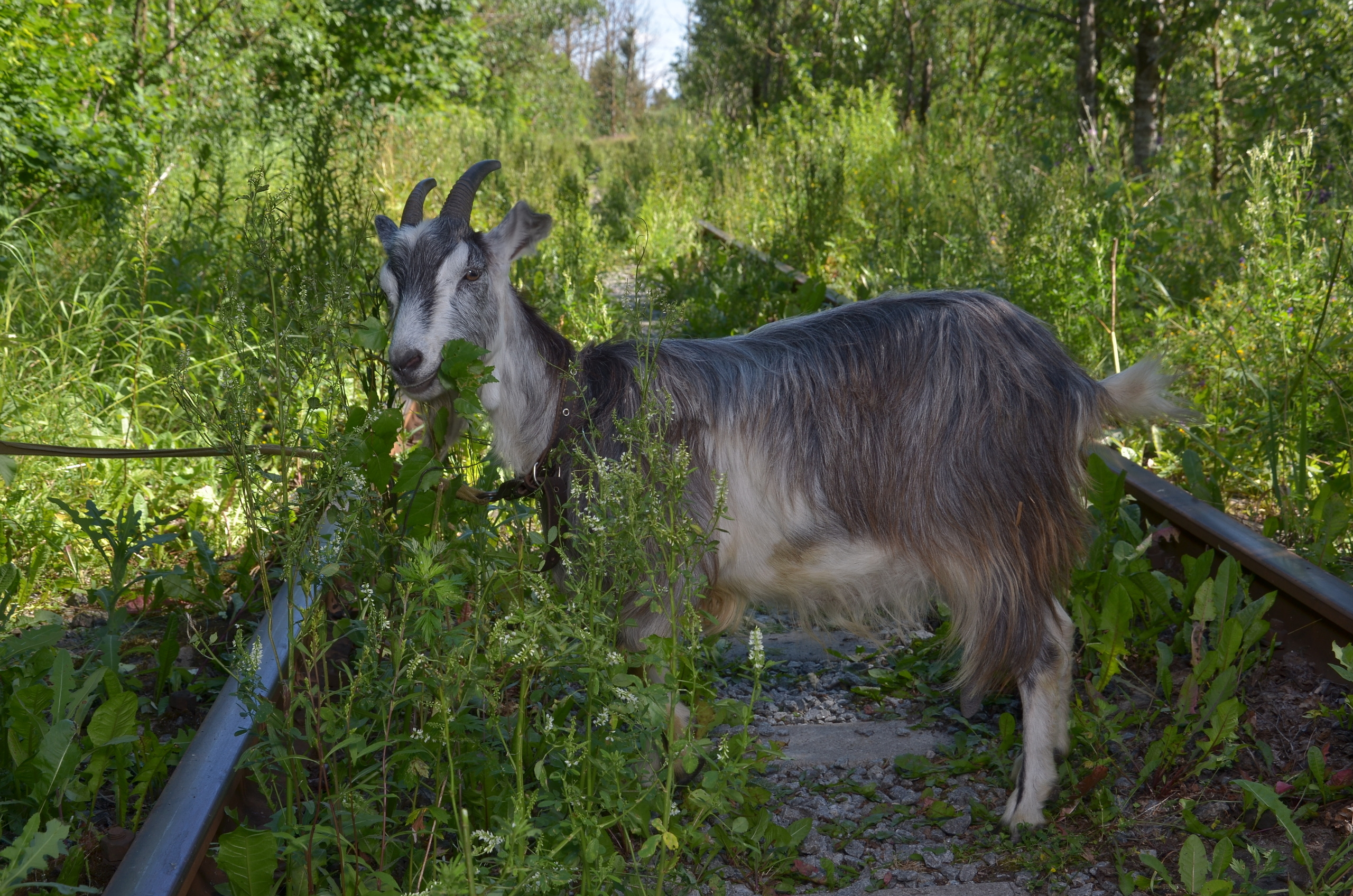 Там где раньше ходил паровоз, теперь выгуливают коз. Портретная, сюжетная фотография
