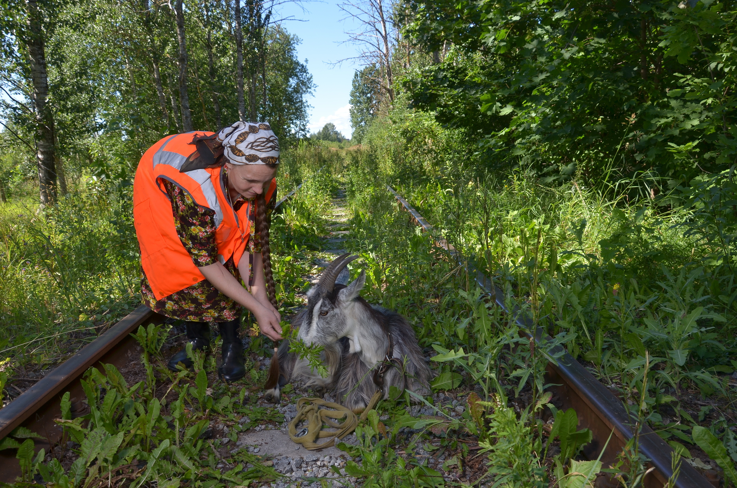 Там где раньше ходил паровоз, теперь выгуливают коз. Портретная, сюжетная фотография