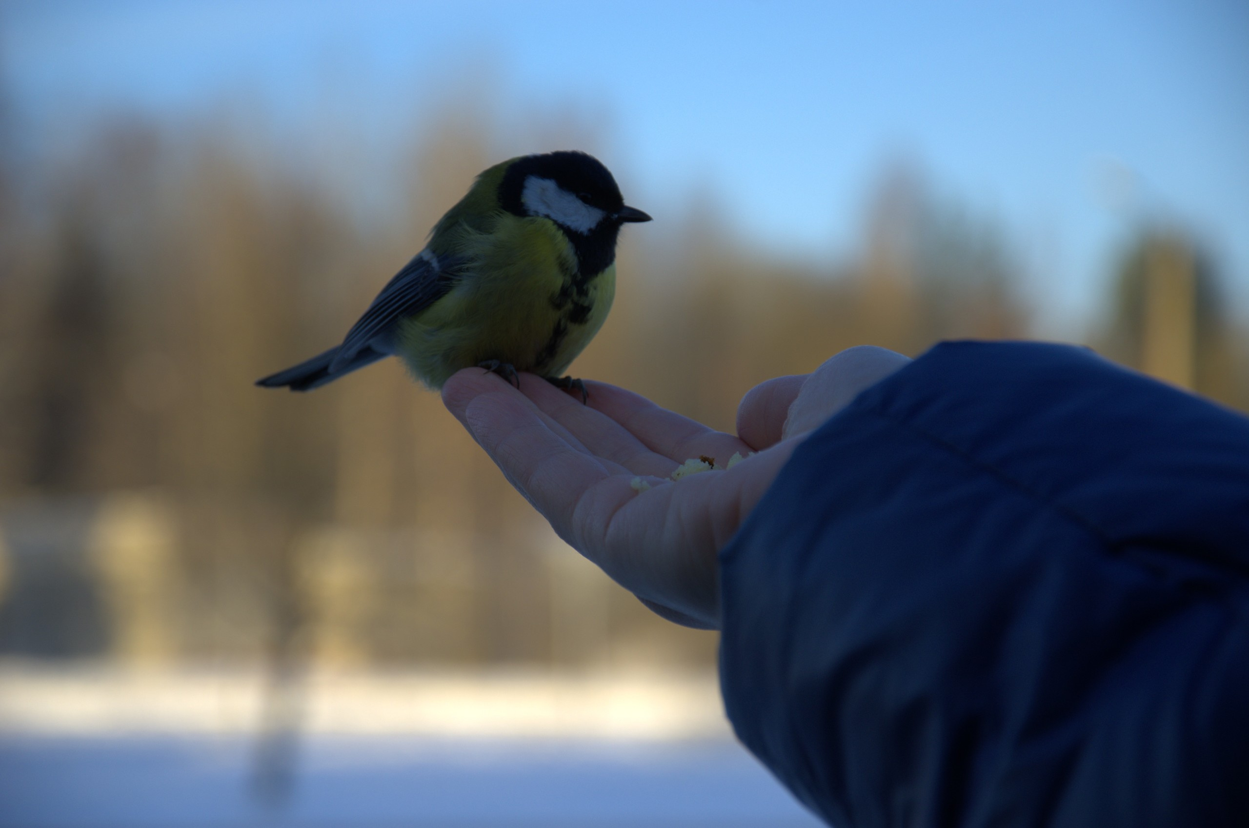Блюз фестиваль в Финляндии. Портретная, сюжетная фотография