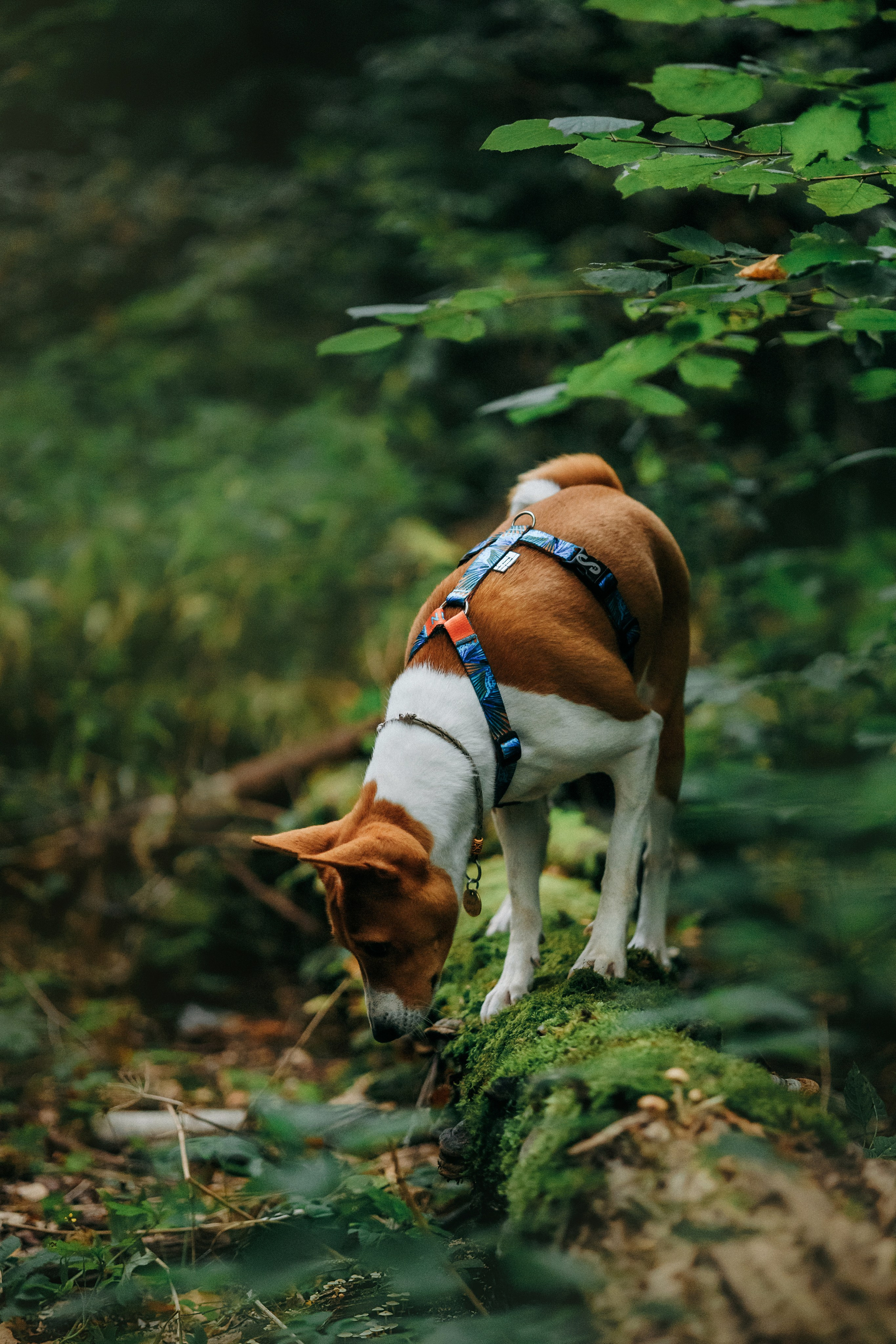 Лена и Джин. Фотограф-анималист Елена Радченко, Москва
