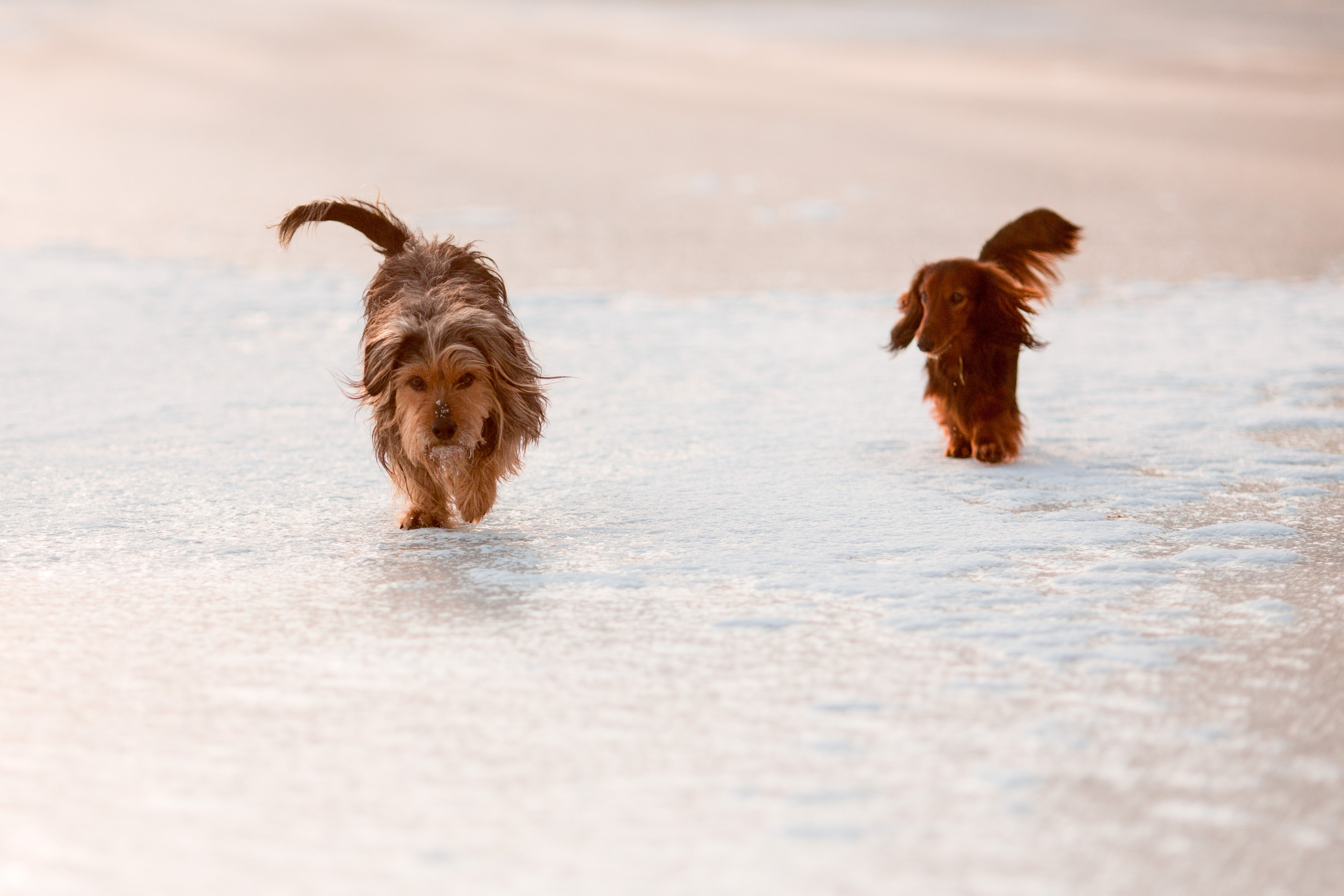 Зимняя прогулка. Репортажный фотограф Борис Геер