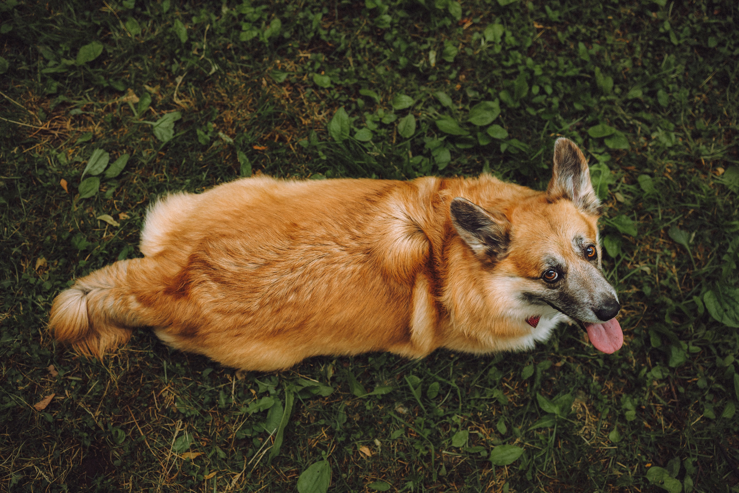 Ира, Леша и Харли