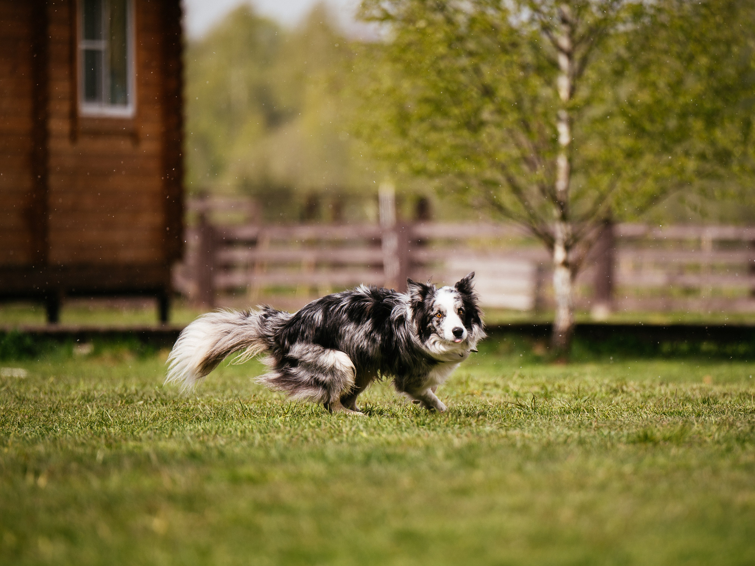 Обидиенс. Семейный фотограф анималист Ананьева Мария — Москва
