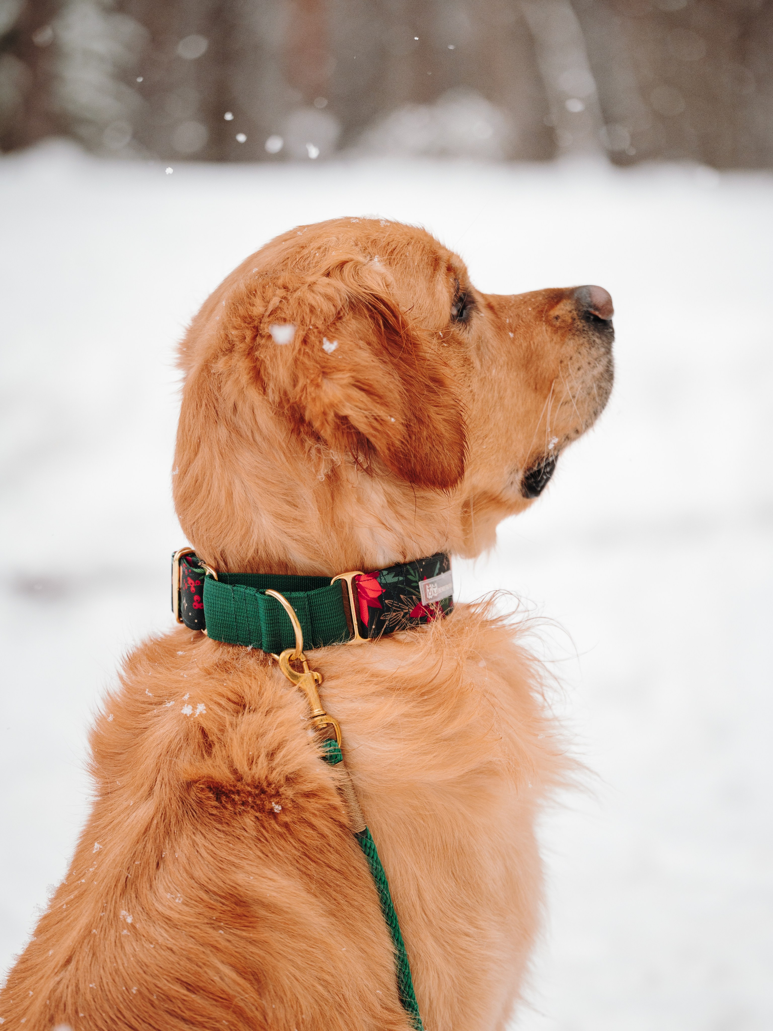Bender&Frai. Зимняя коллекция. Семейный фотограф анималист Ананьева Мария — Москва