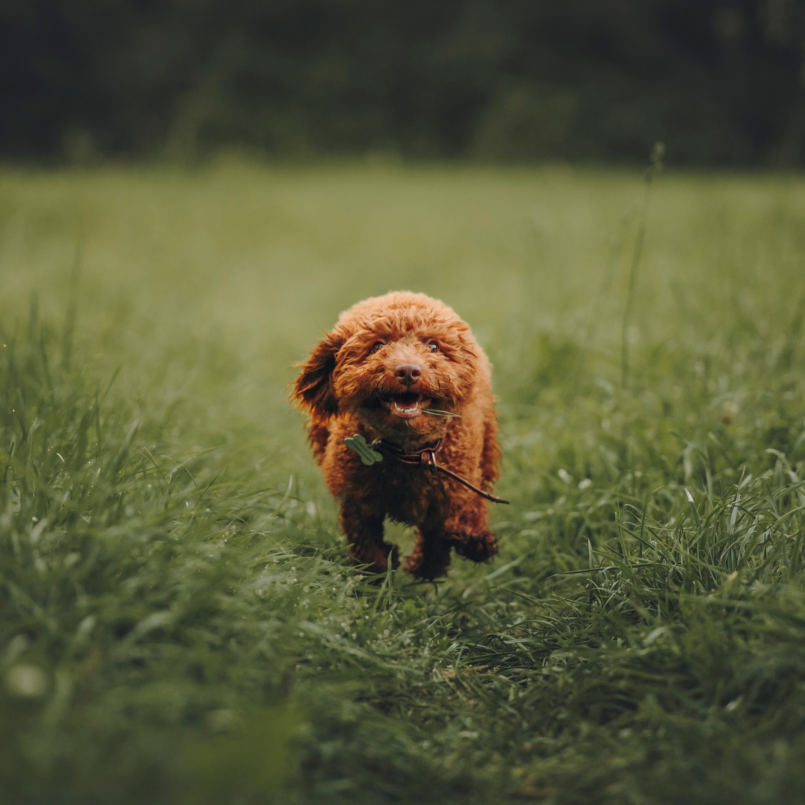 Марина, Тарас и Хагрид. Семейный фотограф анималист Ананьева Мария — Москва