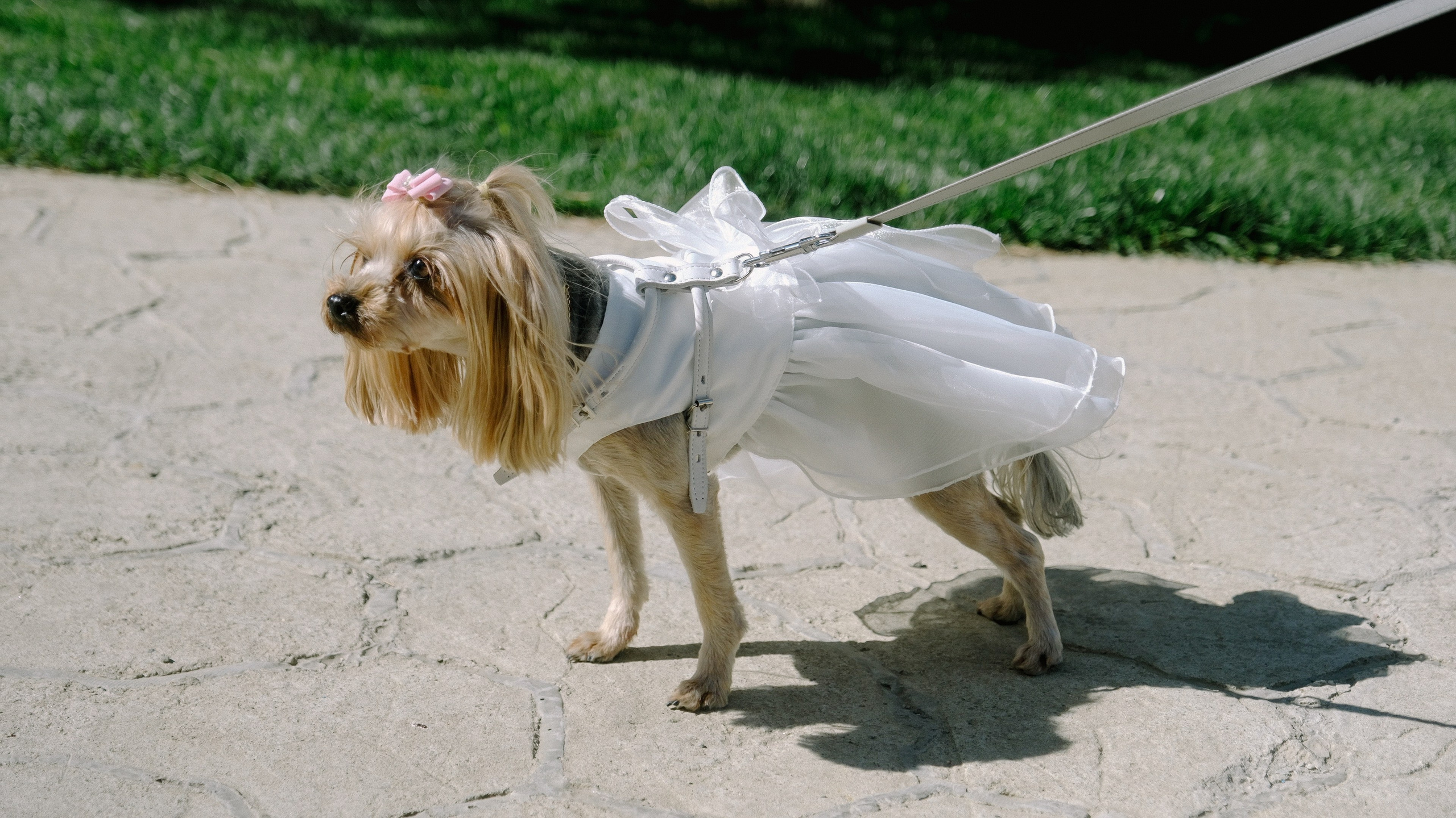 Аркея. Свадебный Видеограф Фотограф в Сочи