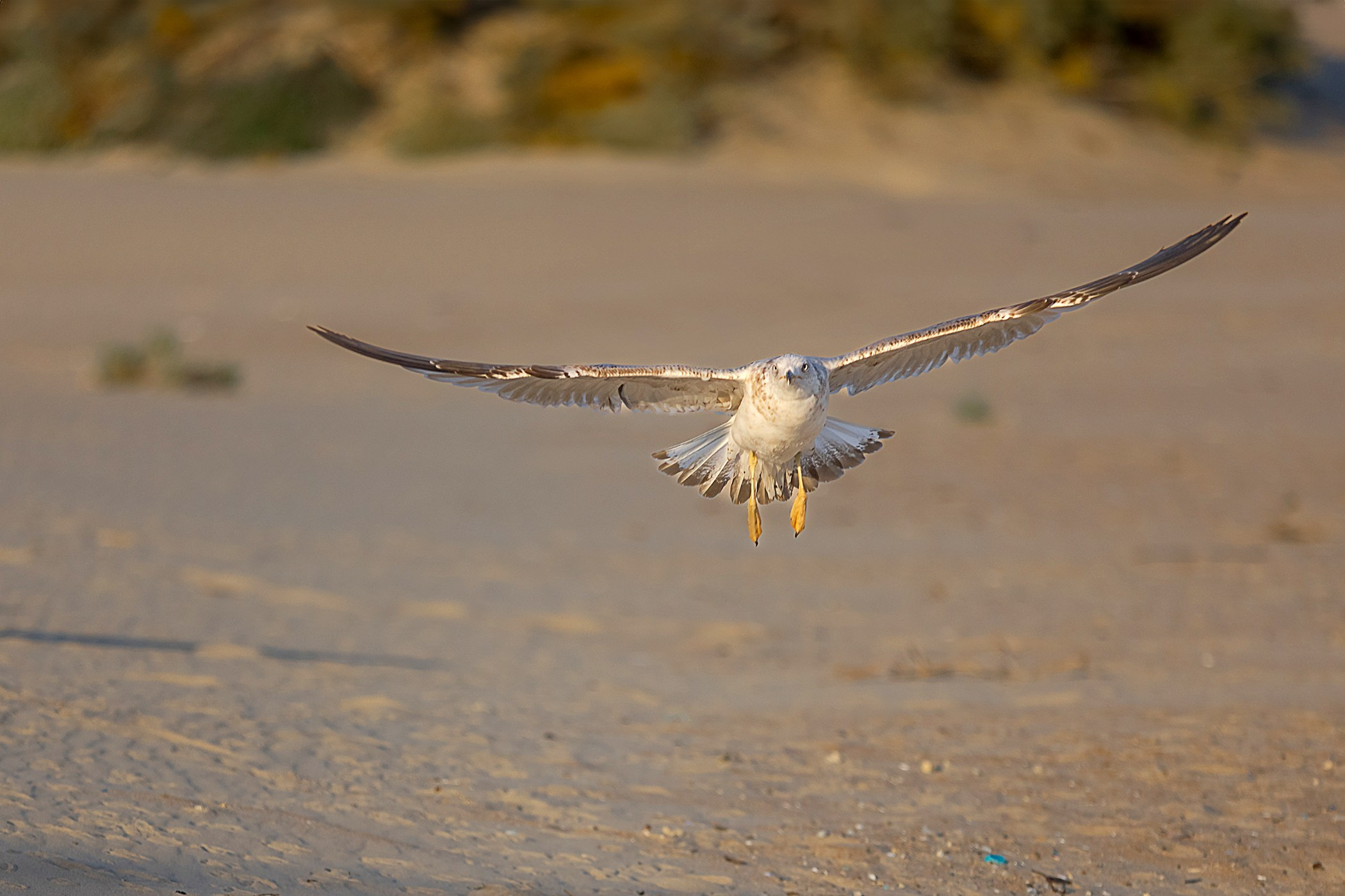 птица, Анапа