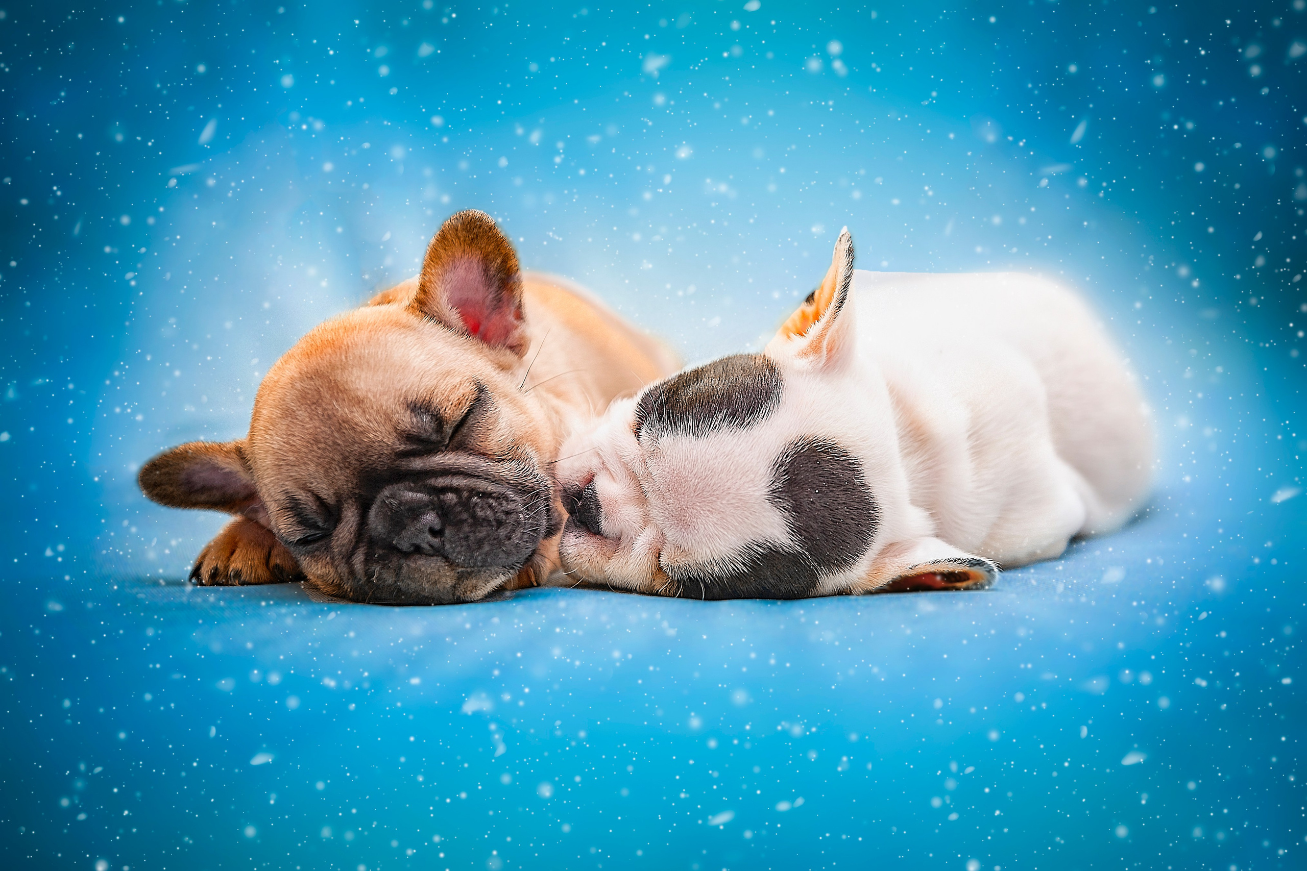 Фотосессия животных в Ижевских, фотограф животных. Детский, семейный фотограф в Ижевске и Москве Аксинья Лысенкова ADEN