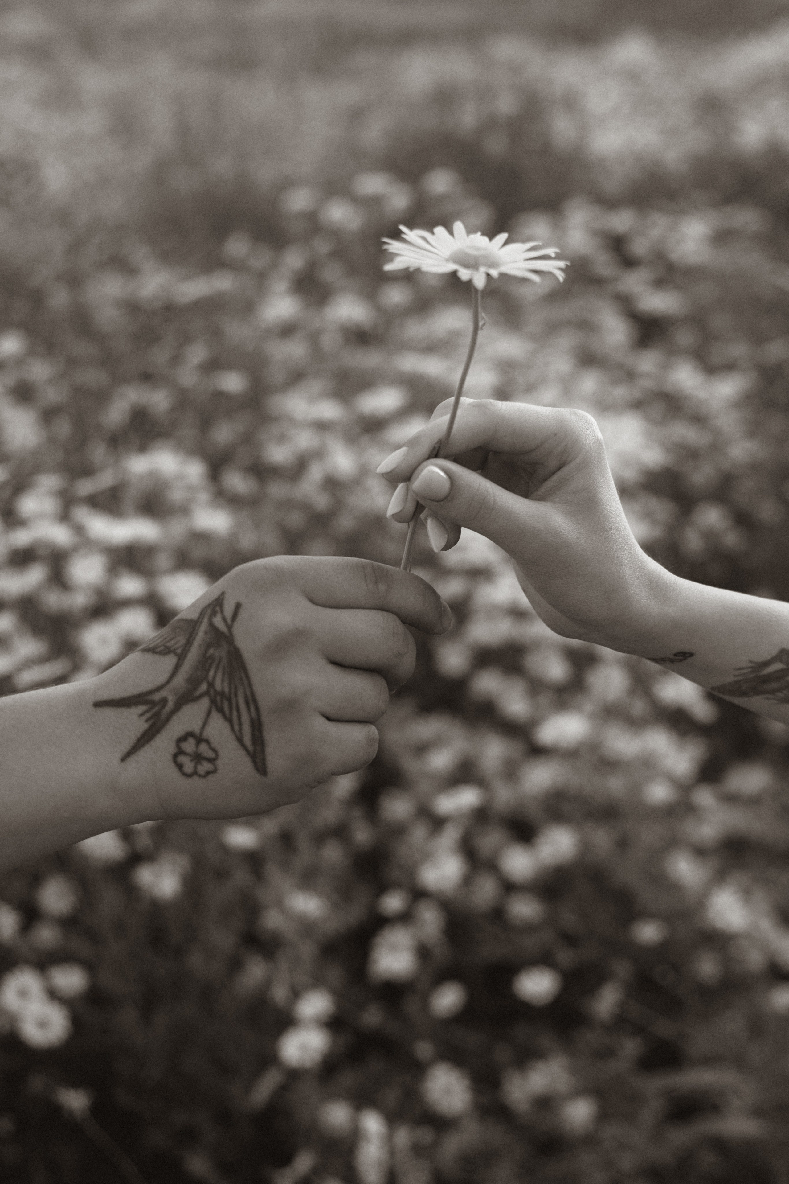 Виолетта & Владислав | в ромашках. Фотограф в Калининграде Сокирко Светлана