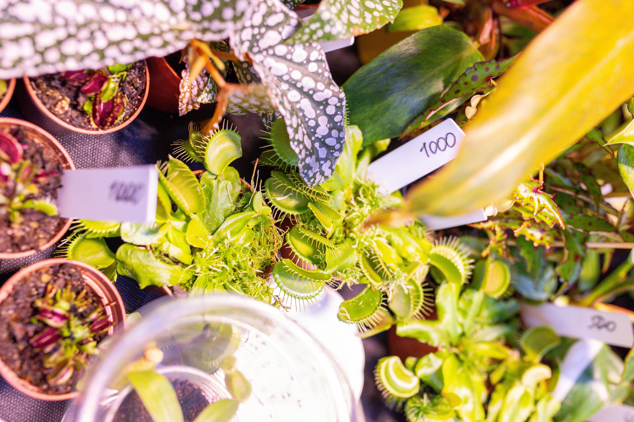 Монстериум 11–12 октября. Александра Куликова фотограф, Москва