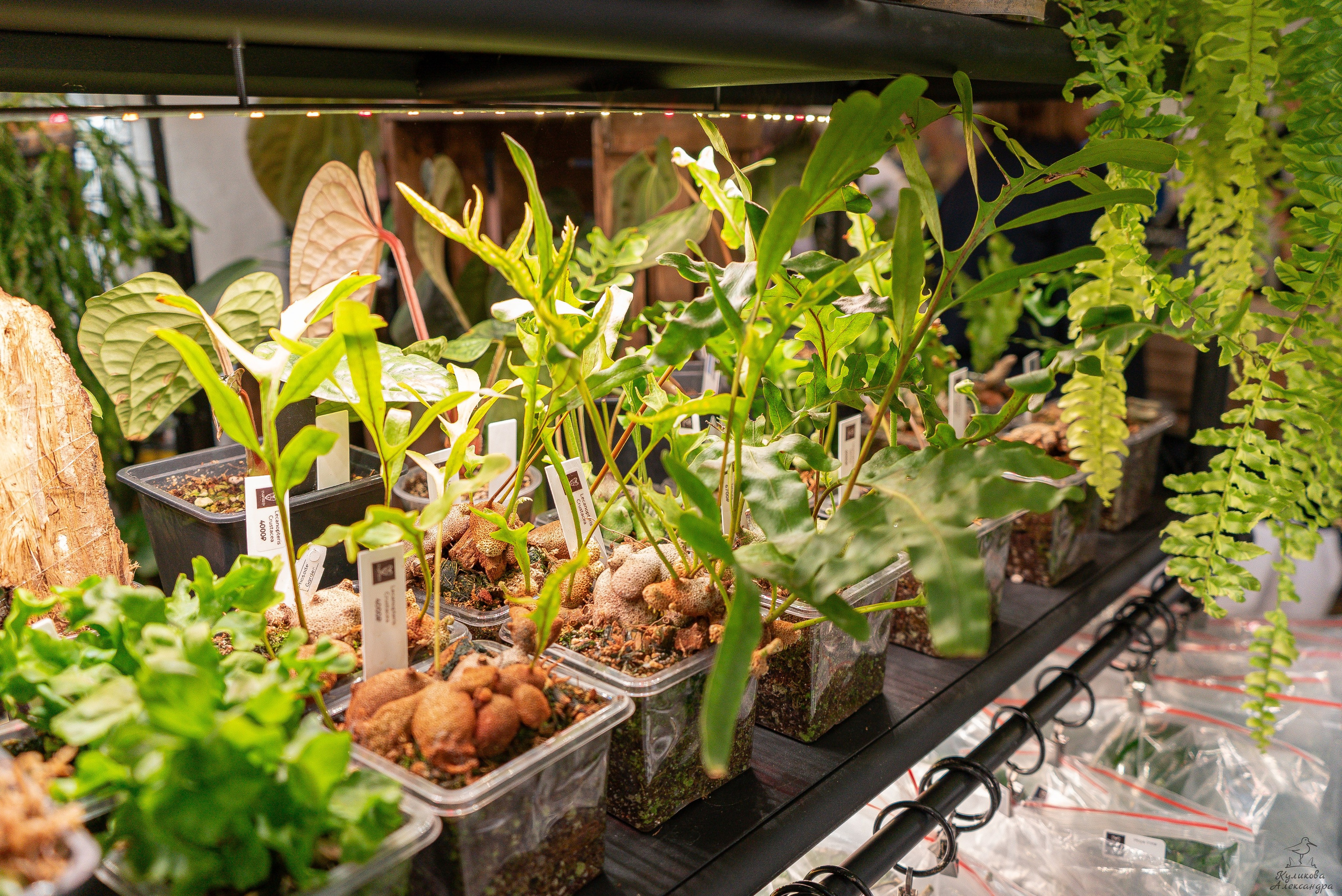 Гроубокс Артплей апрель. Александра Куликова фотограф, Москва