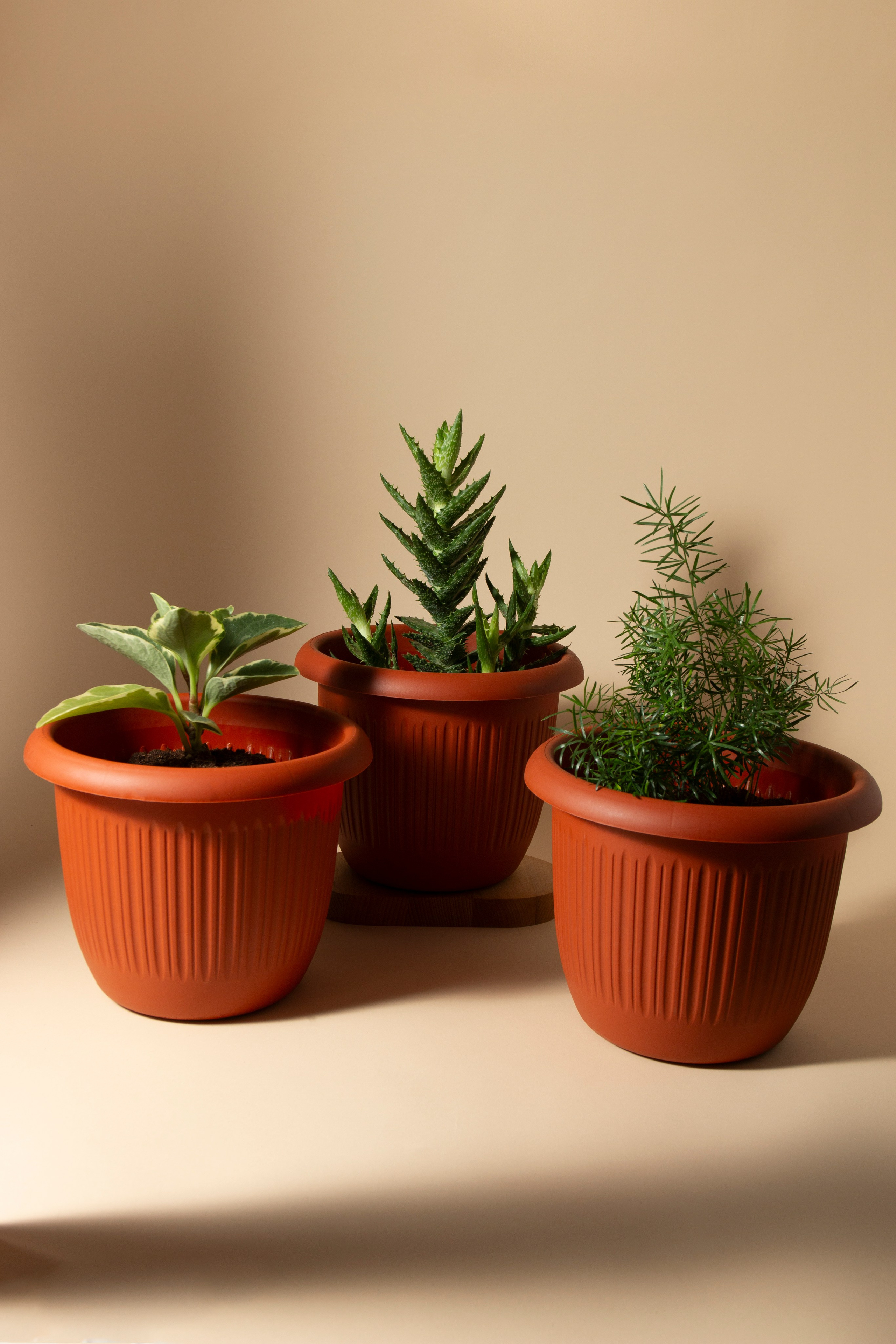 Цветочные горшки. Фотограф Злата Спицына