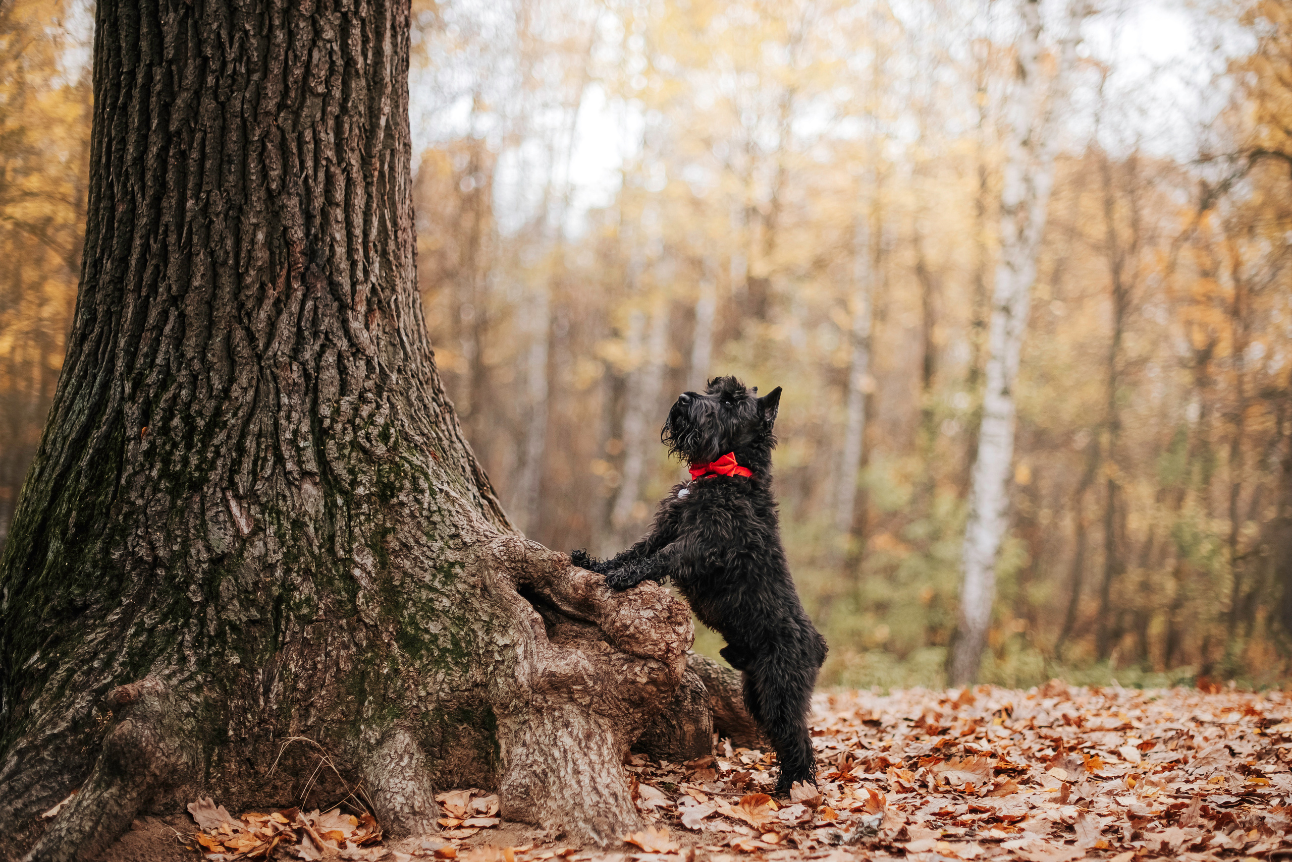 Гном в осеннем парке. Фотограф-анималист Валерия, Москва, Мытищи