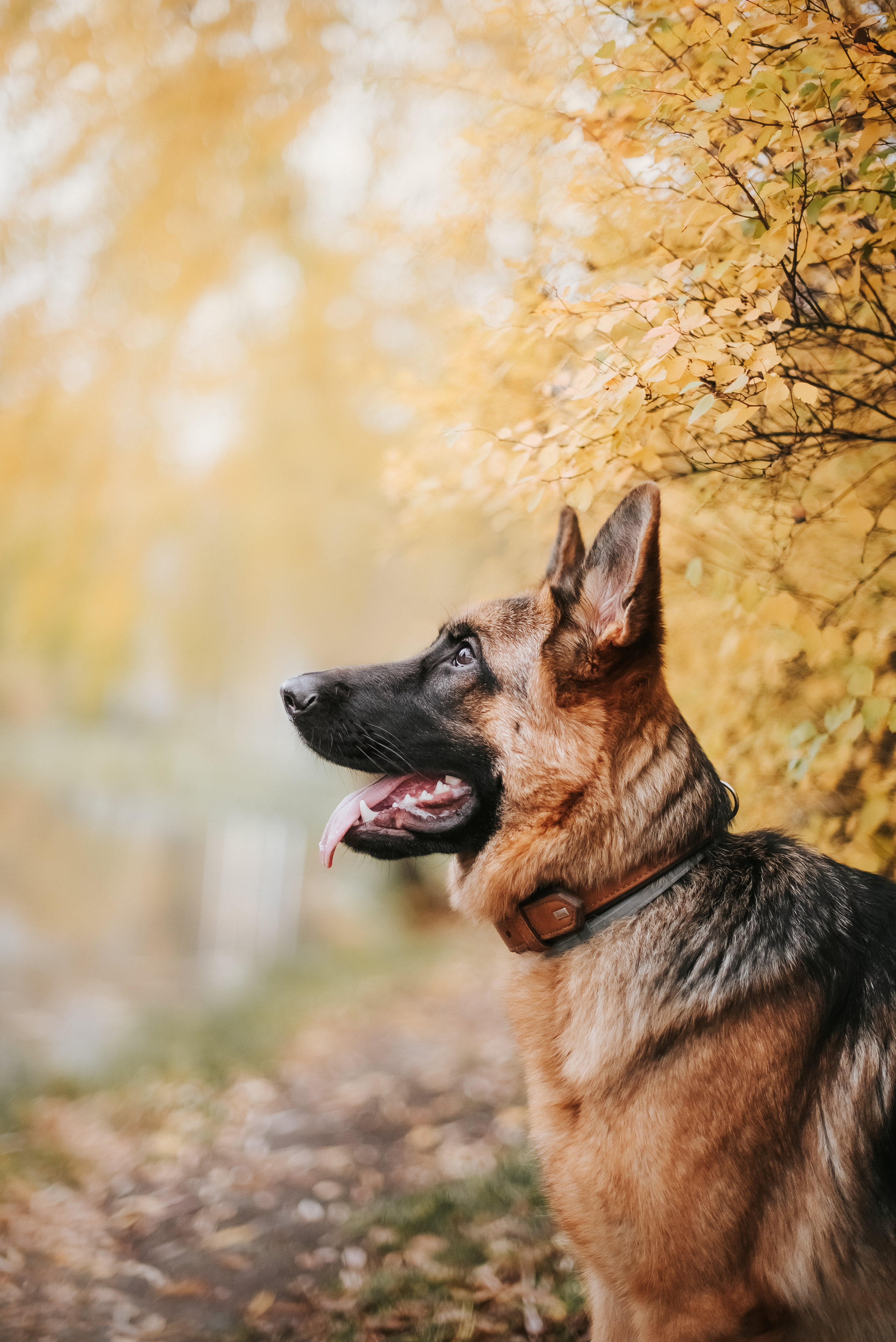 Прада и ее семья. Фотограф-анималист Валерия, Москва, Мытищи