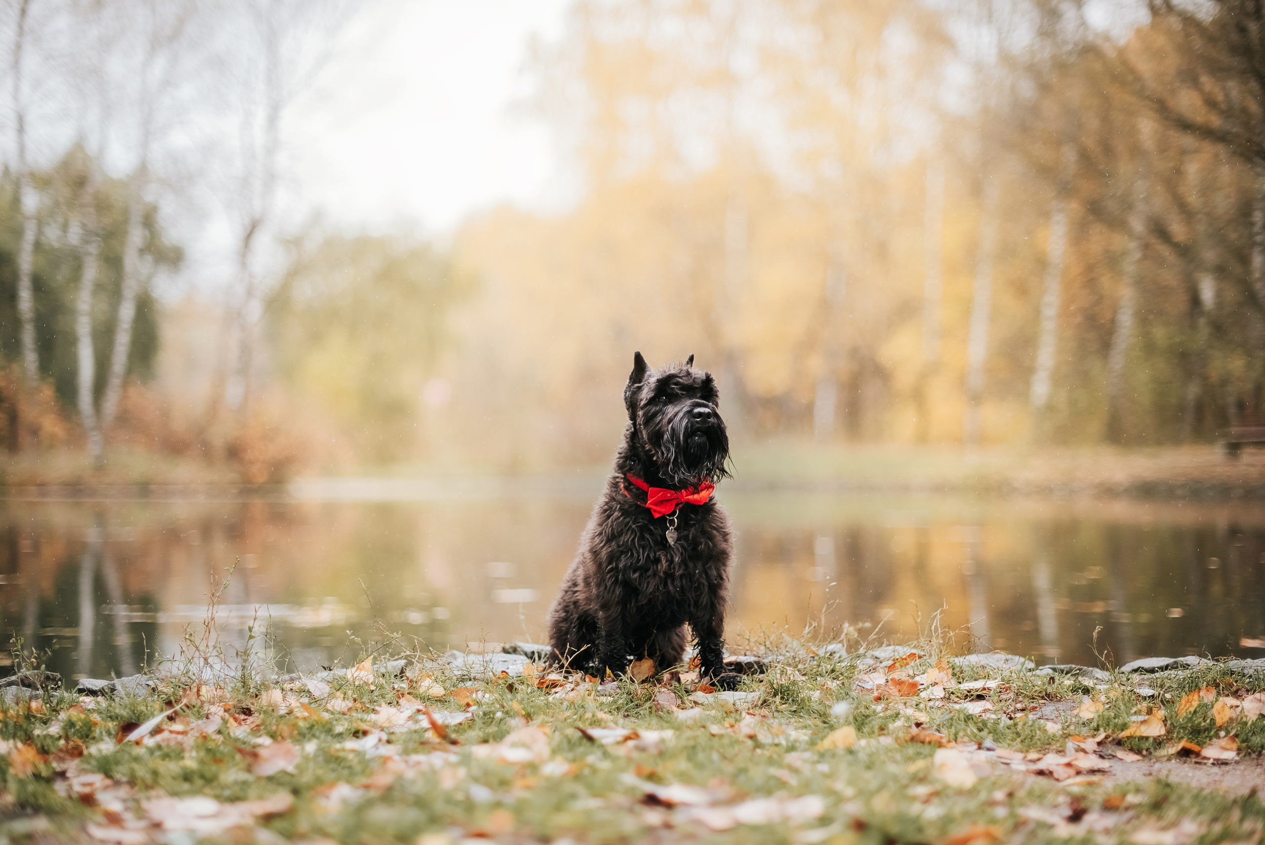 Гном в осеннем парке. Фотограф-анималист Валерия, Москва, Мытищи