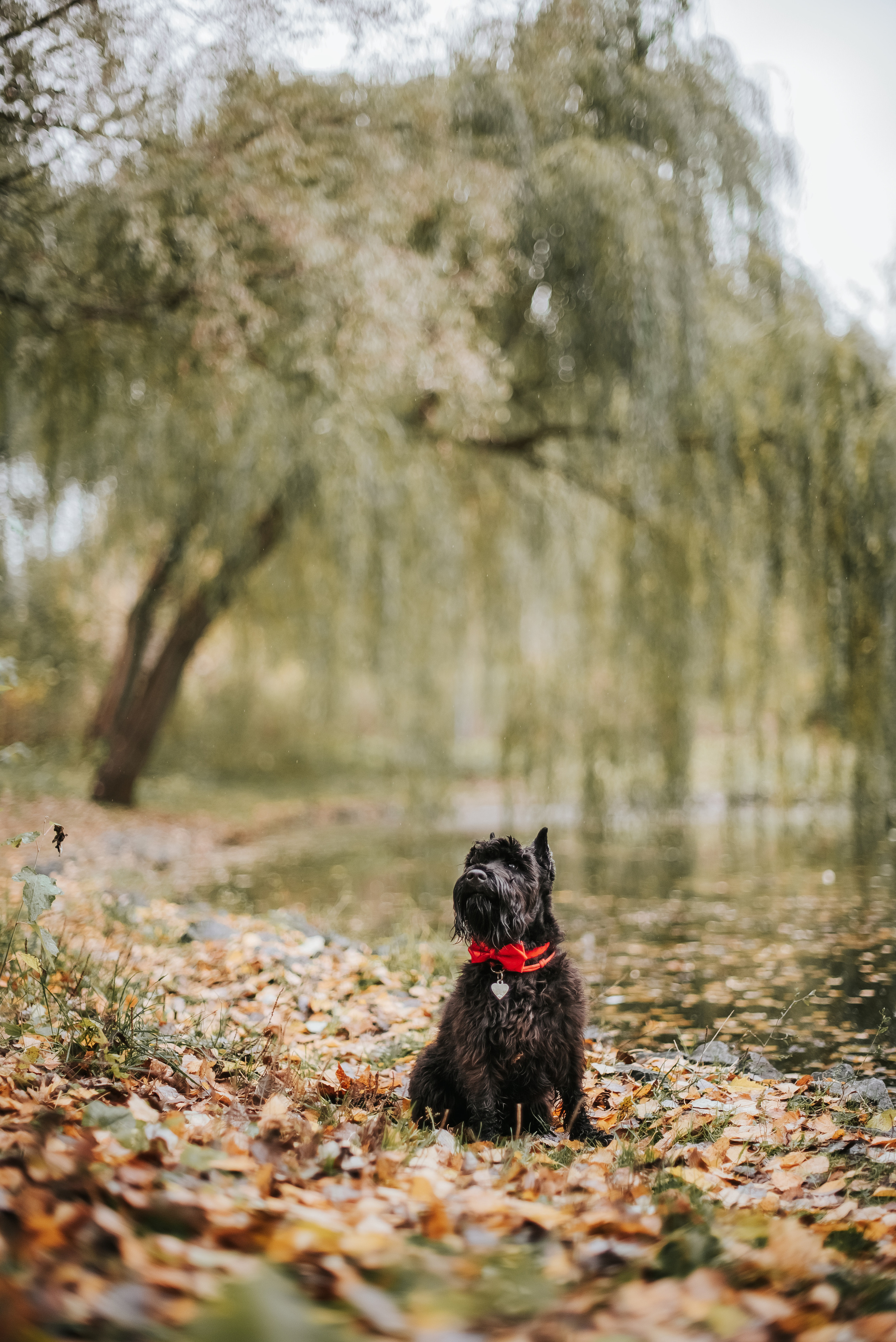 Гном в осеннем парке. Фотограф-анималист Валерия, Москва, Мытищи
