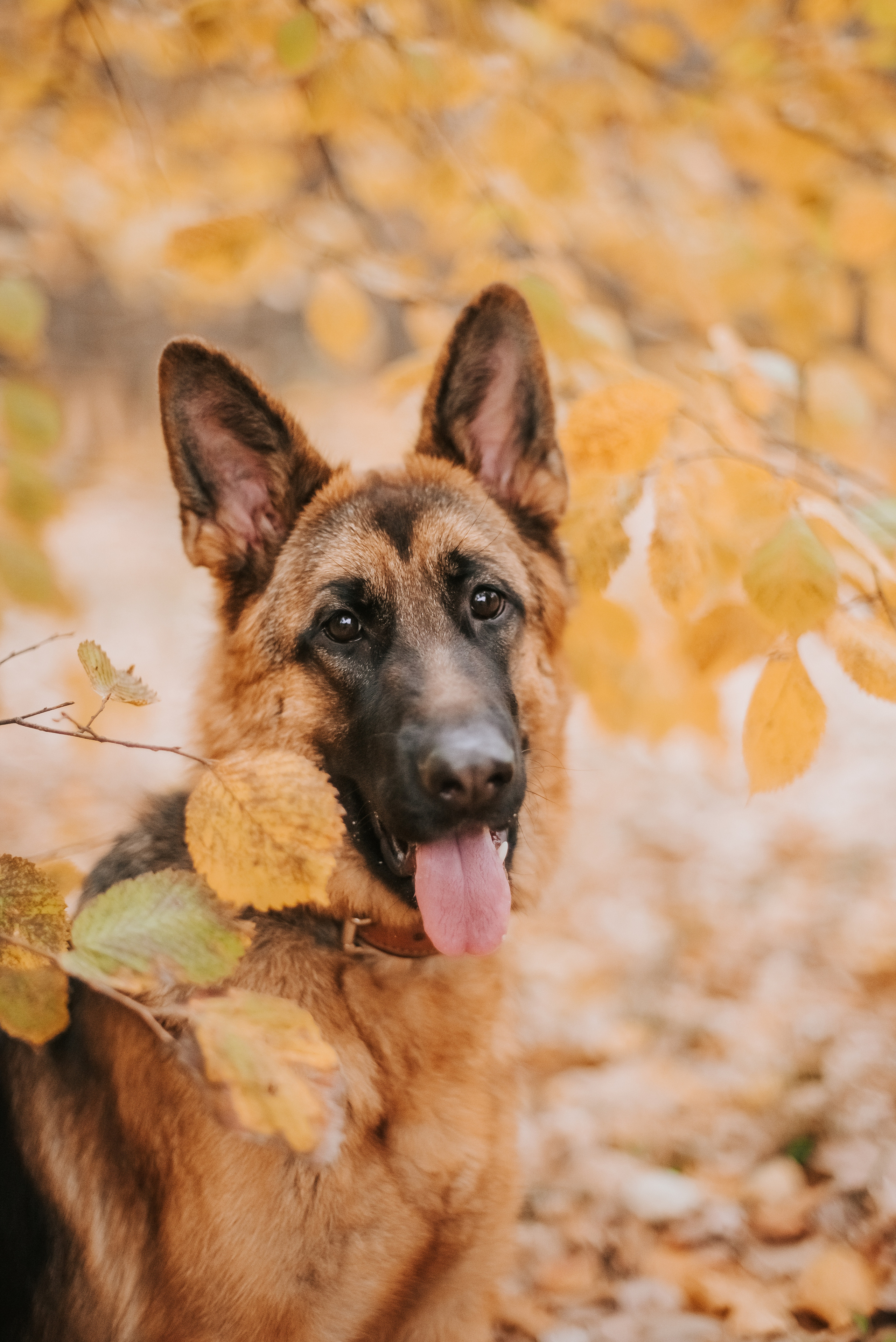 Прада и ее семья. Фотограф-анималист Валерия, Москва, Мытищи